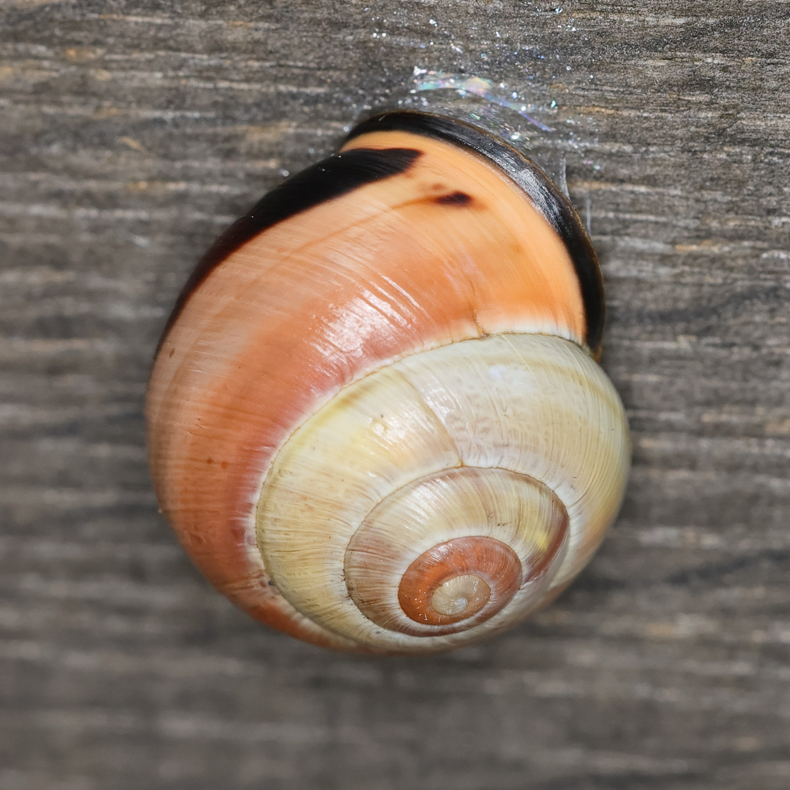 cepaea_nemoralis5md