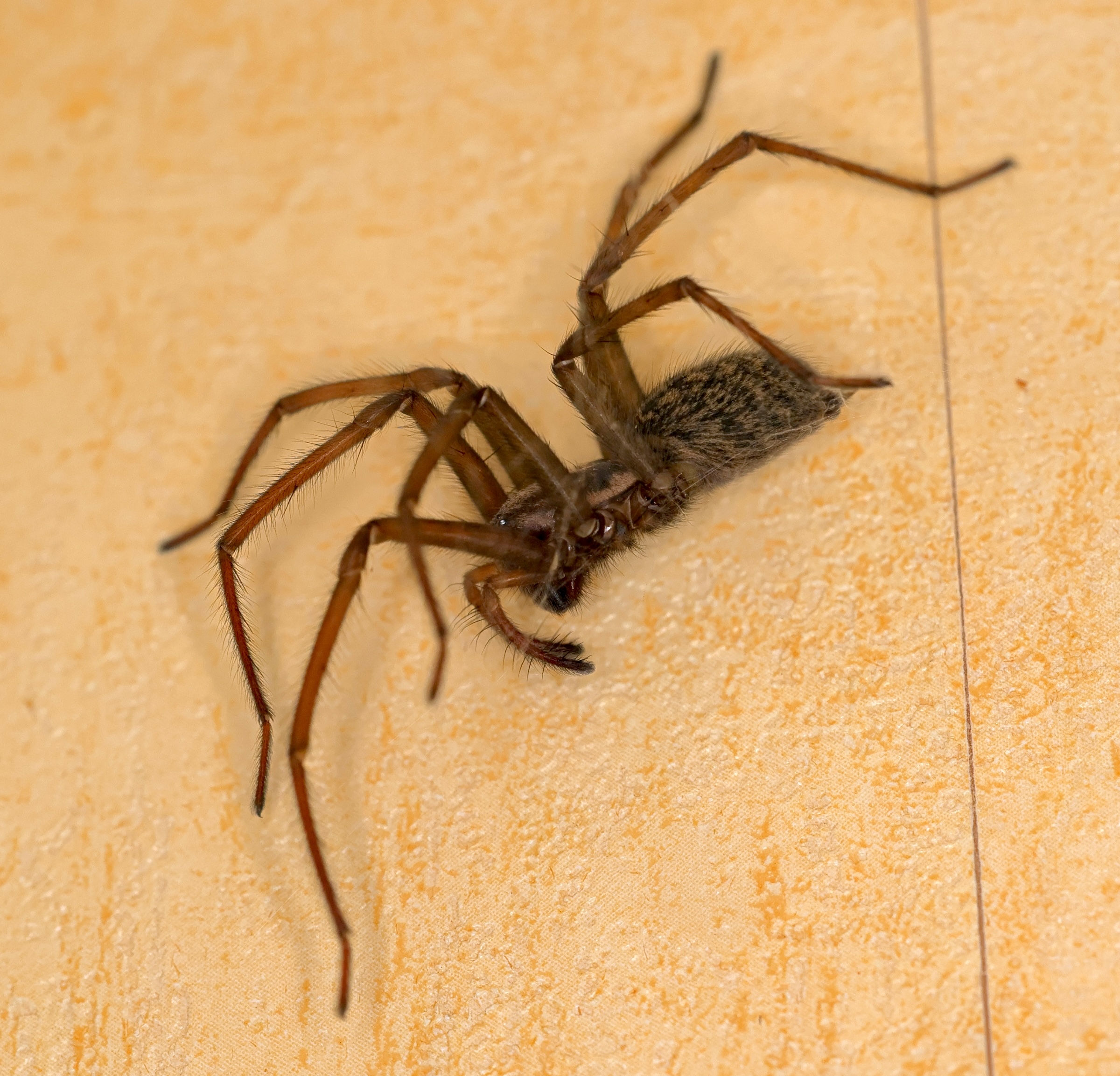 eratigena_duellica4md