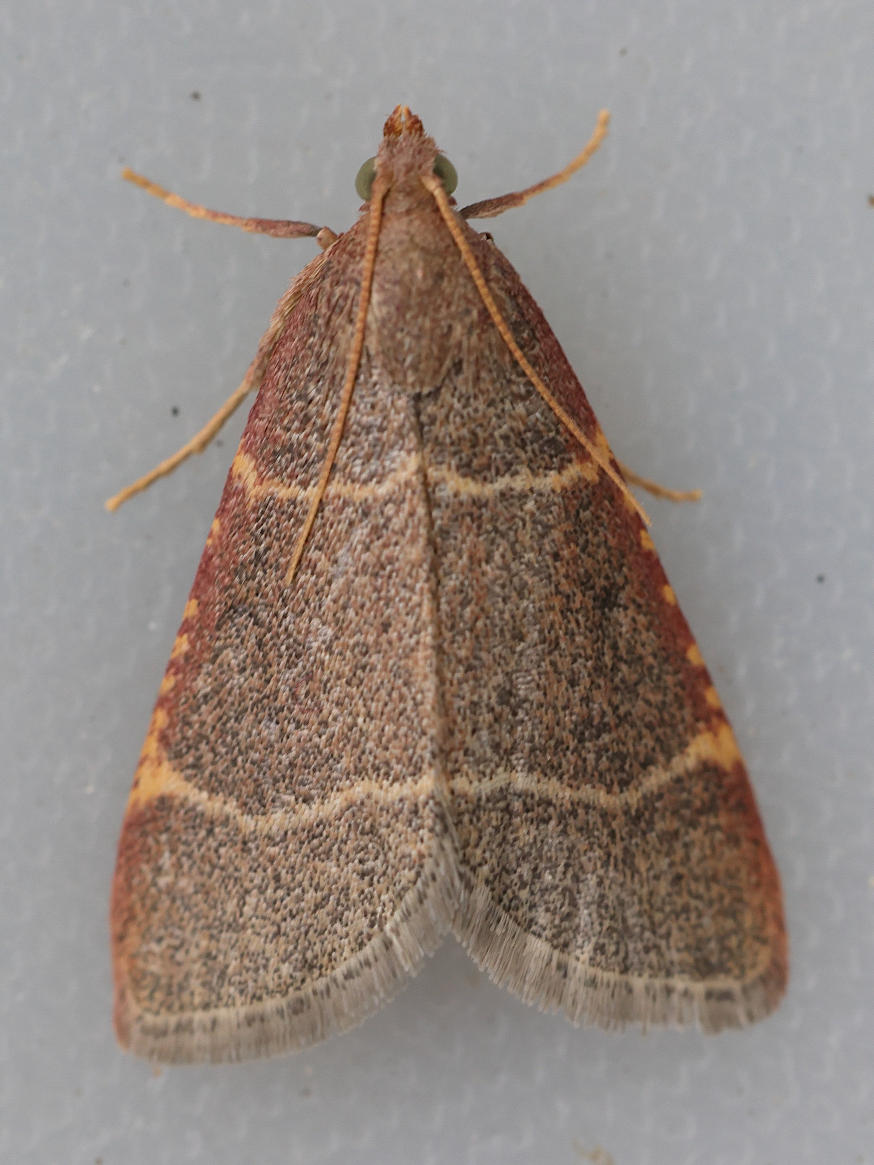 Afficher le média hypsopygia_glaucinalis1md hypsopygia_glaucinalis1md