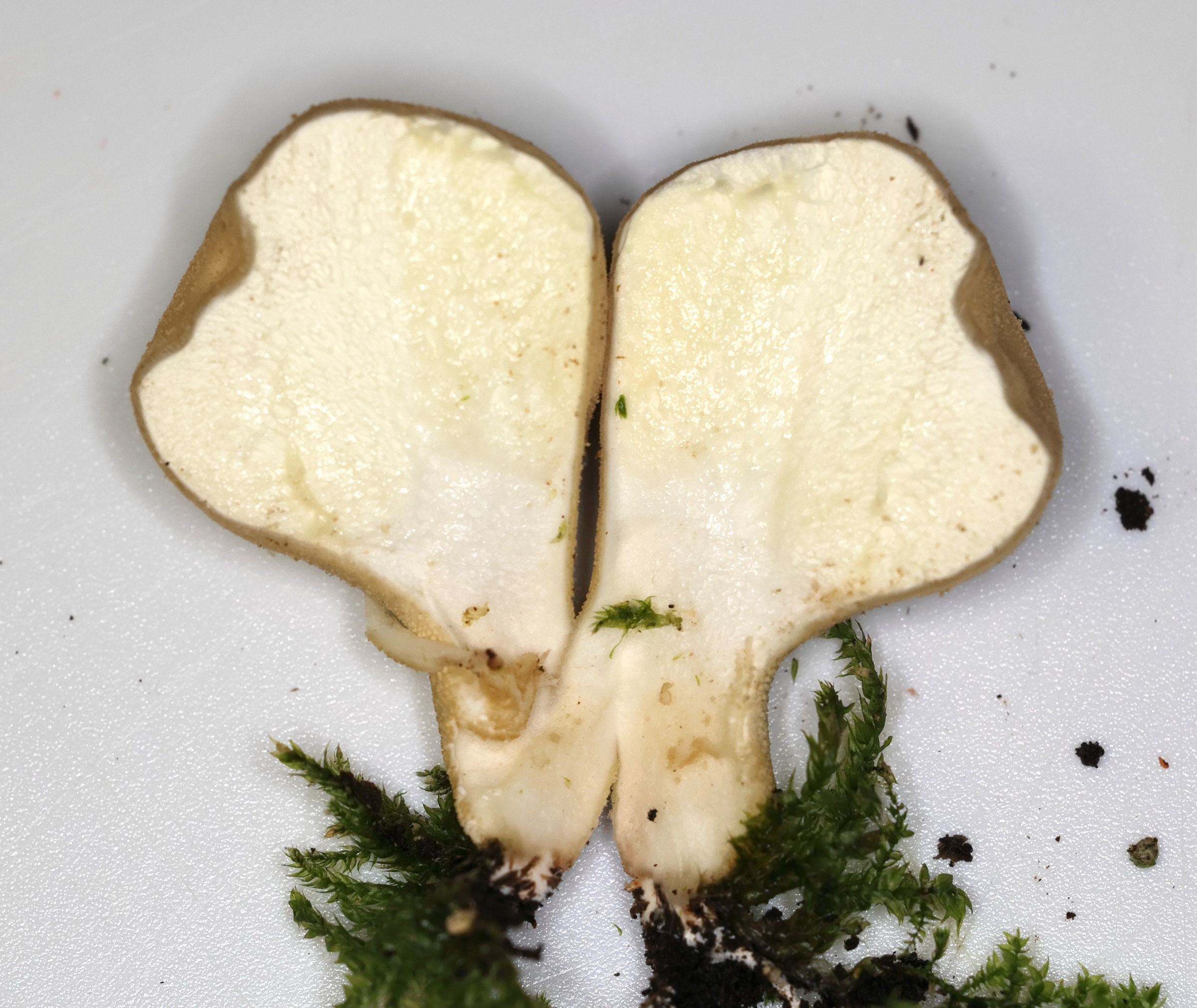 Afficher le média lycoperdon_pyriforme10md lycoperdon_pyriforme10md