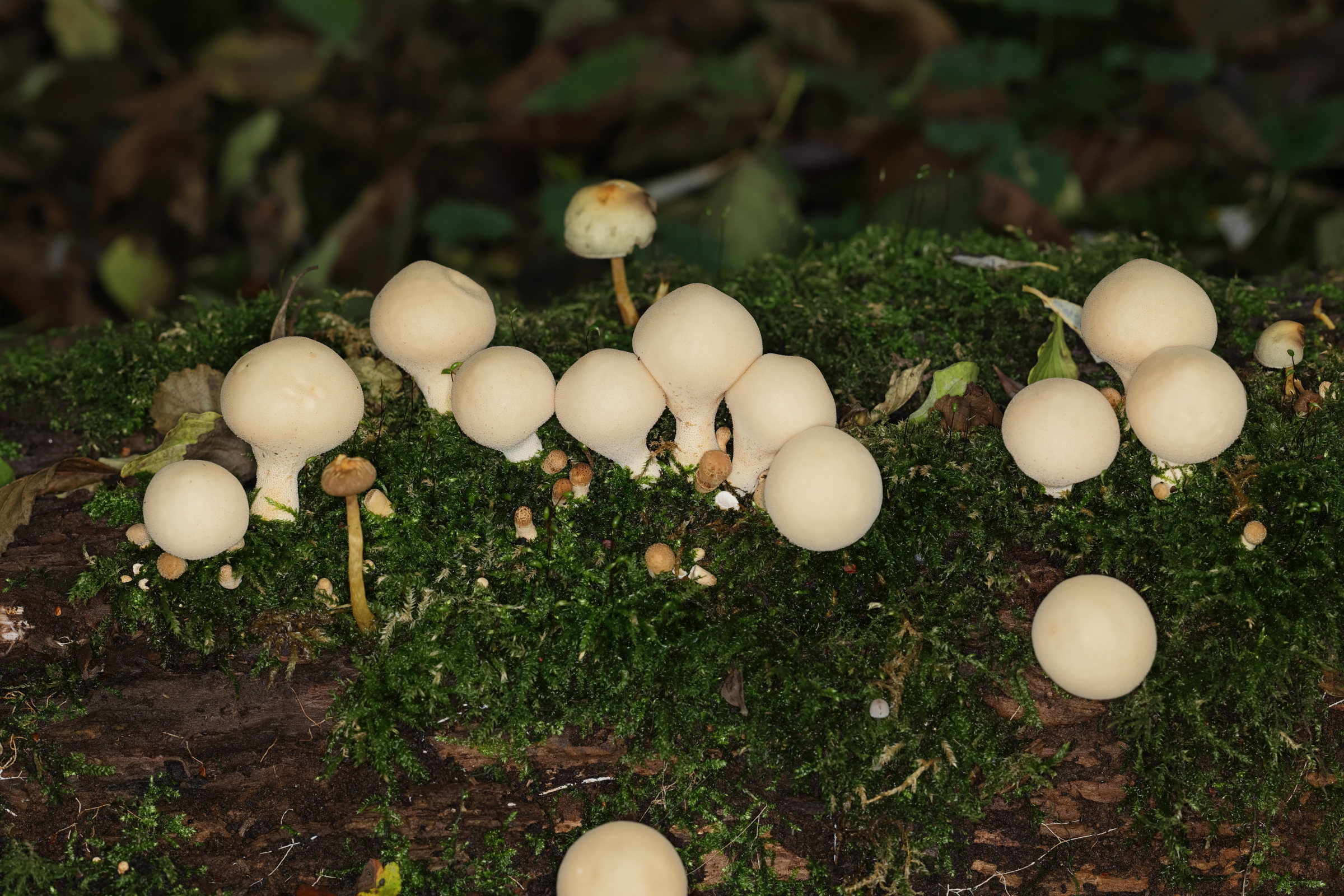 Afficher le média lycoperdon_pyriforme4md lycoperdon_pyriforme4md