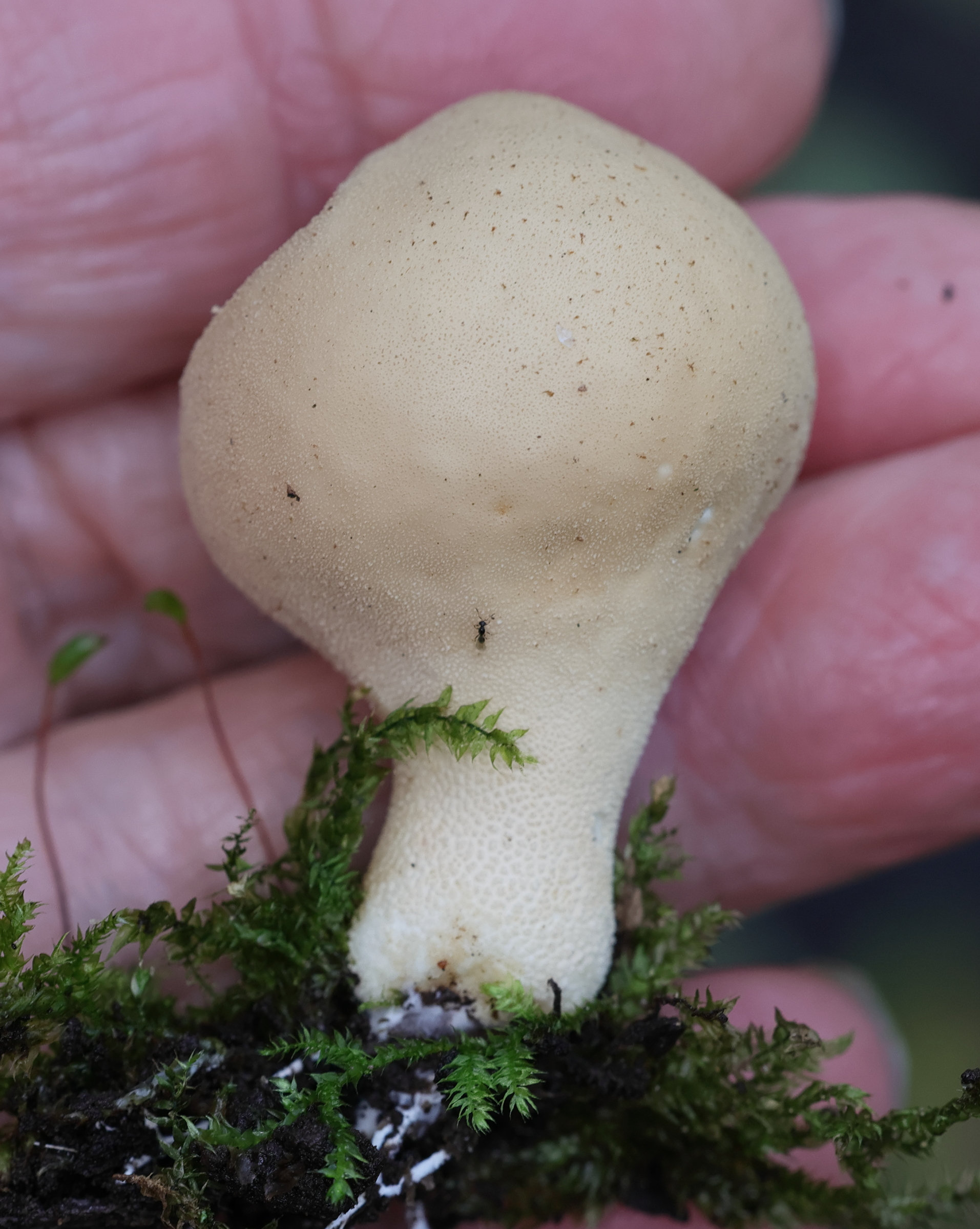 Afficher le média lycoperdon_pyriforme9md lycoperdon_pyriforme9md