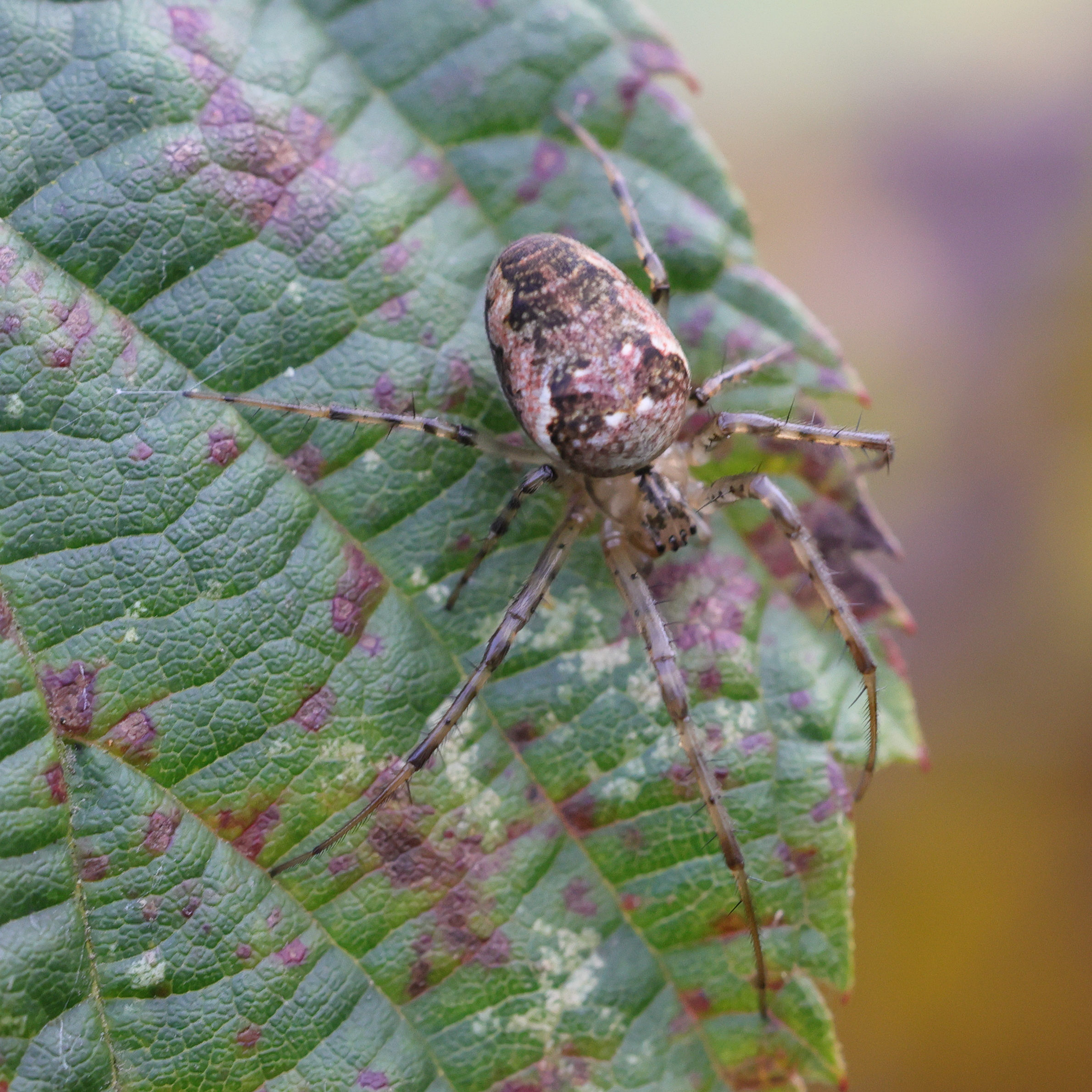 metellina_segmentata-mengei8md