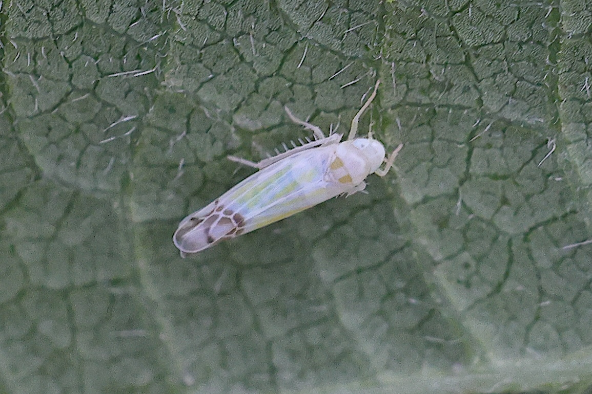 ribautiana_tenerrima3md