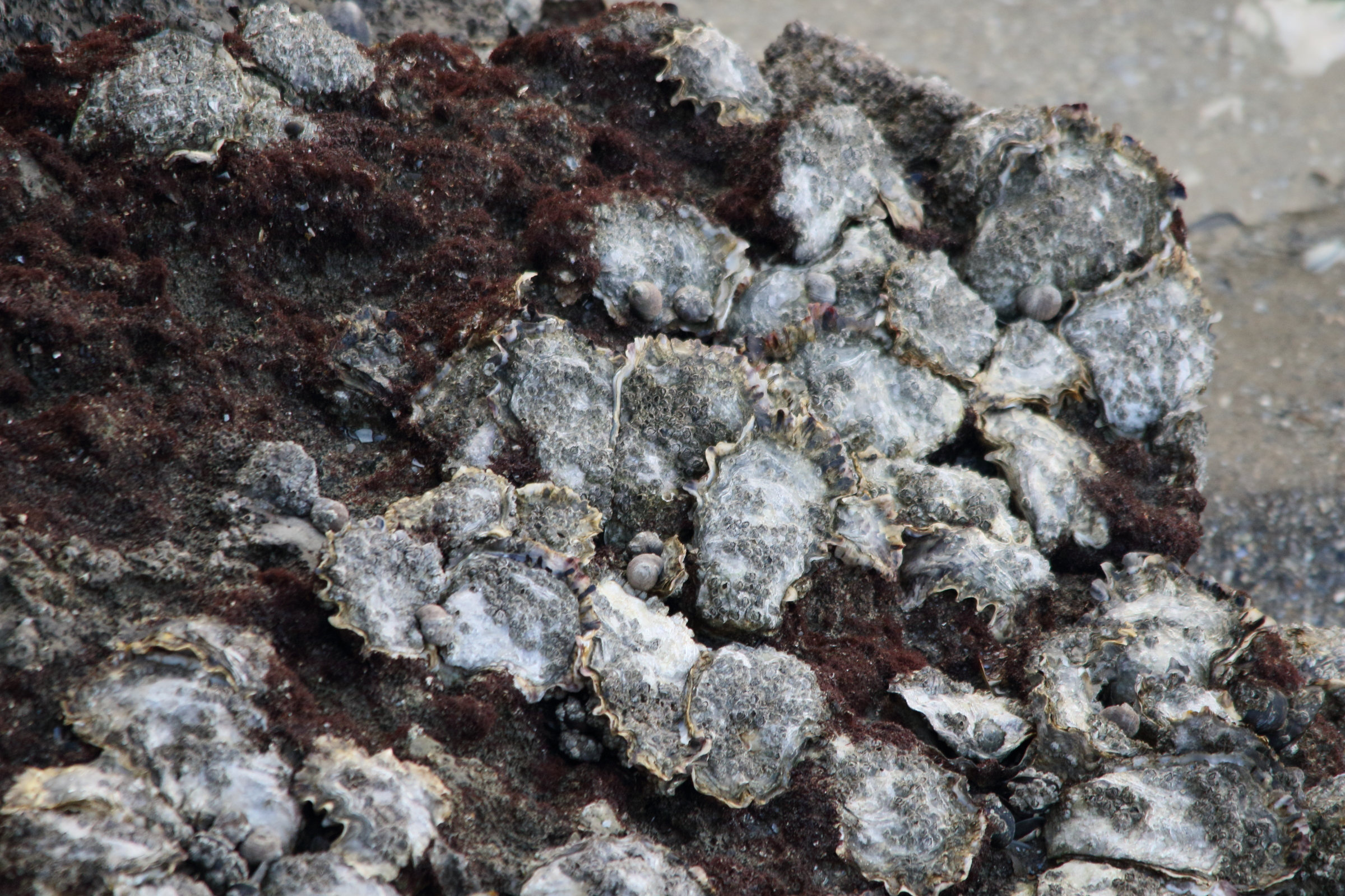 Afficher le média crassostrea_gigas5md crassostrea_gigas5md