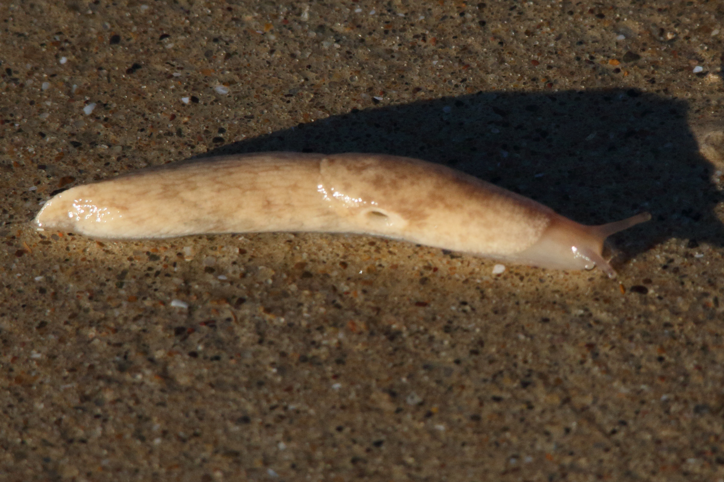 Afficher le média deroceras_reticulatum9md deroceras_reticulatum9md