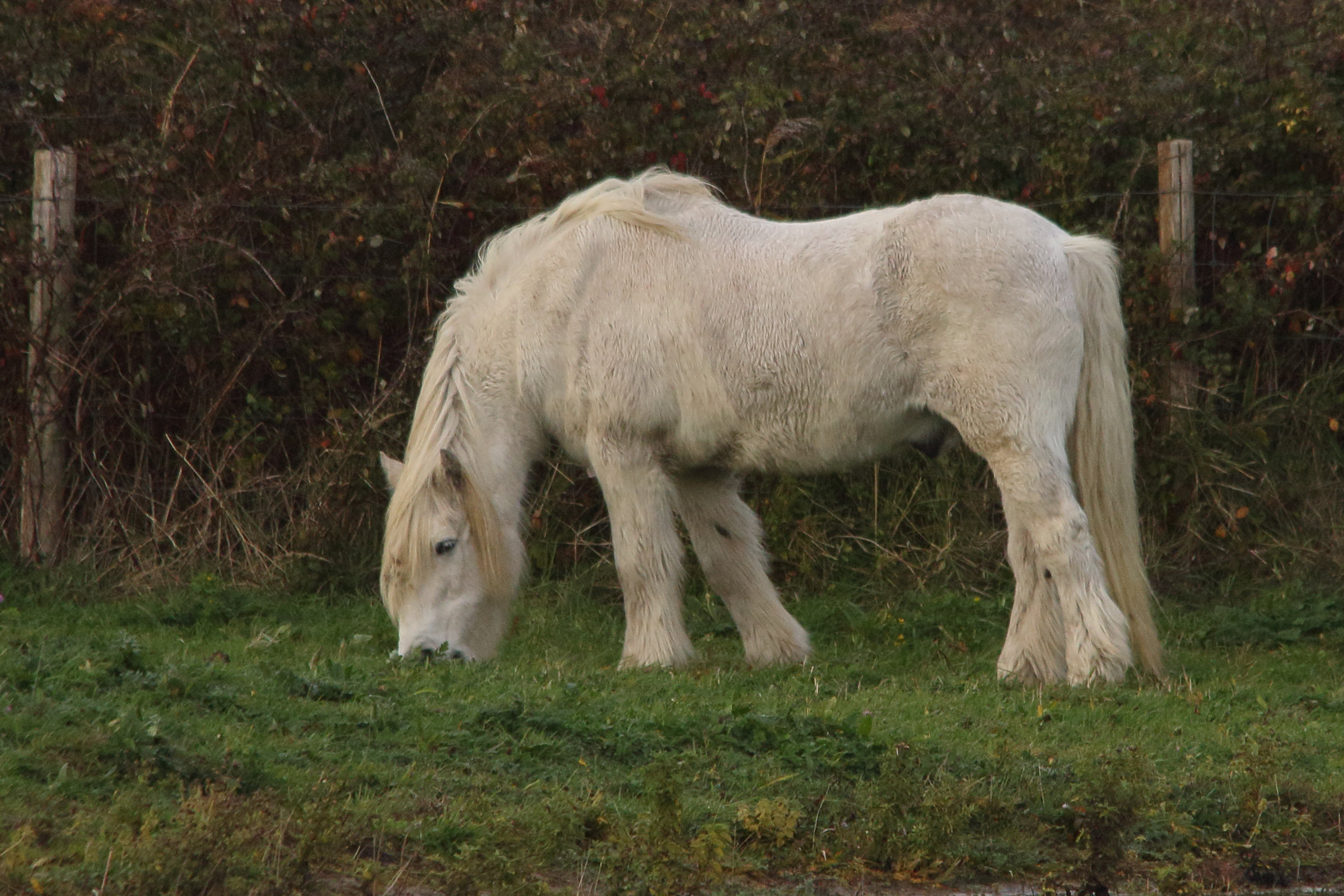 equus_caballus_highland3md