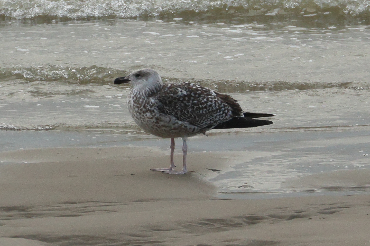 goeland_marin_-_larus_marinus13bd