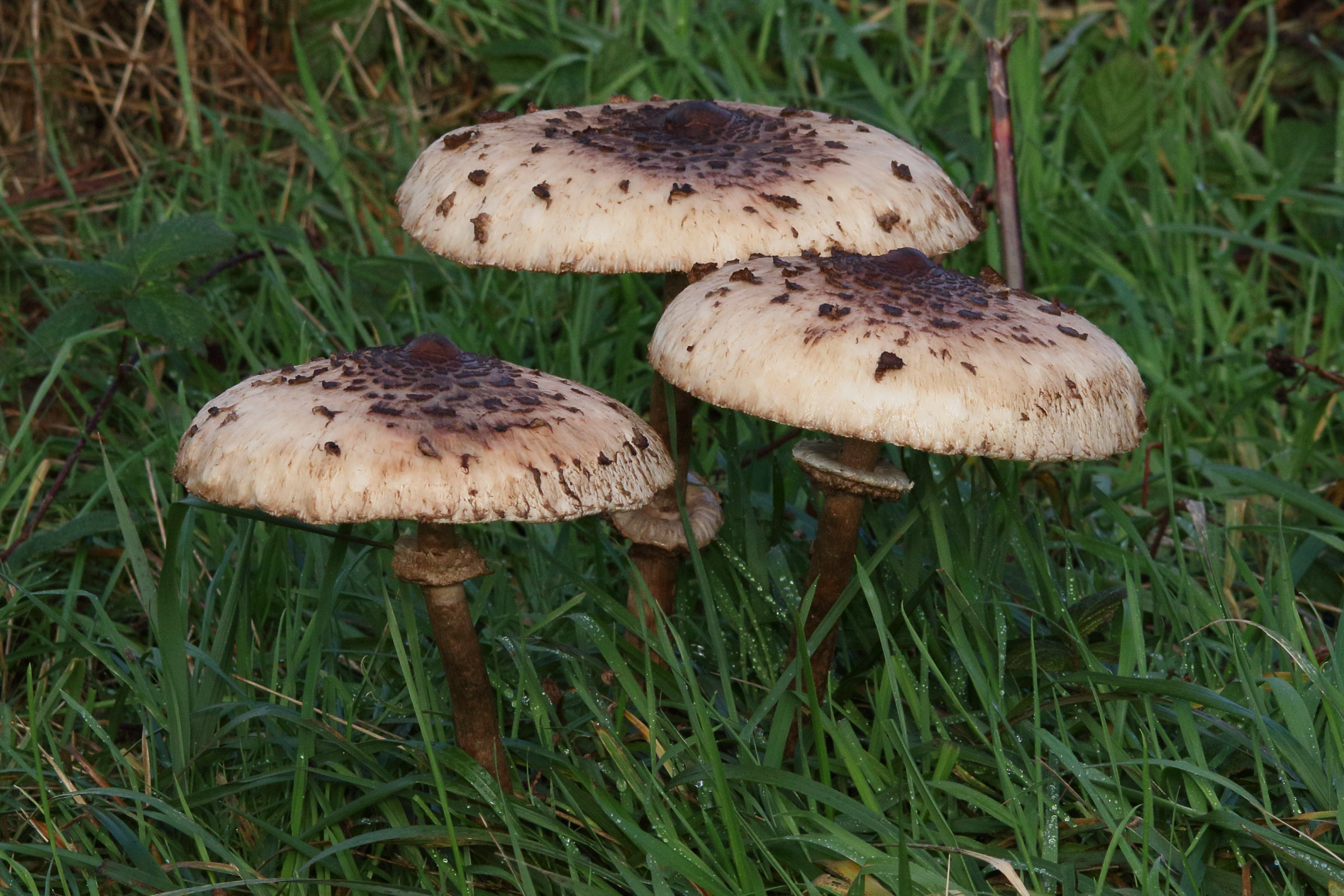 macrolepiota_procera13md