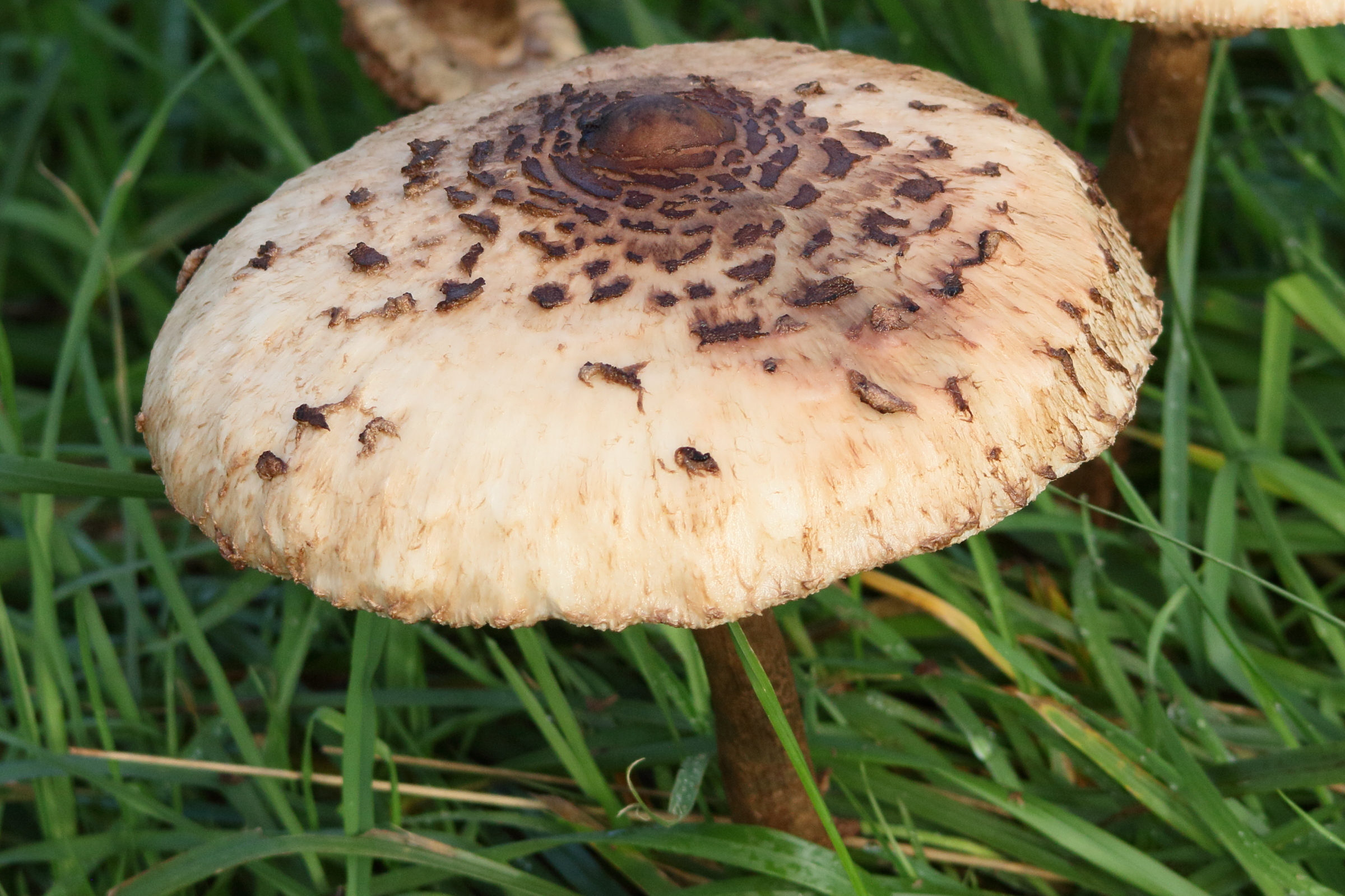 macrolepiota_procera14md