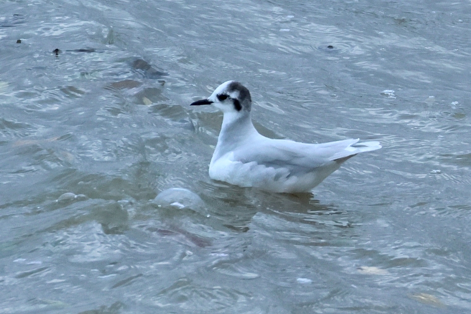 mouette_pygmee_-_hydrocoloeus5bd