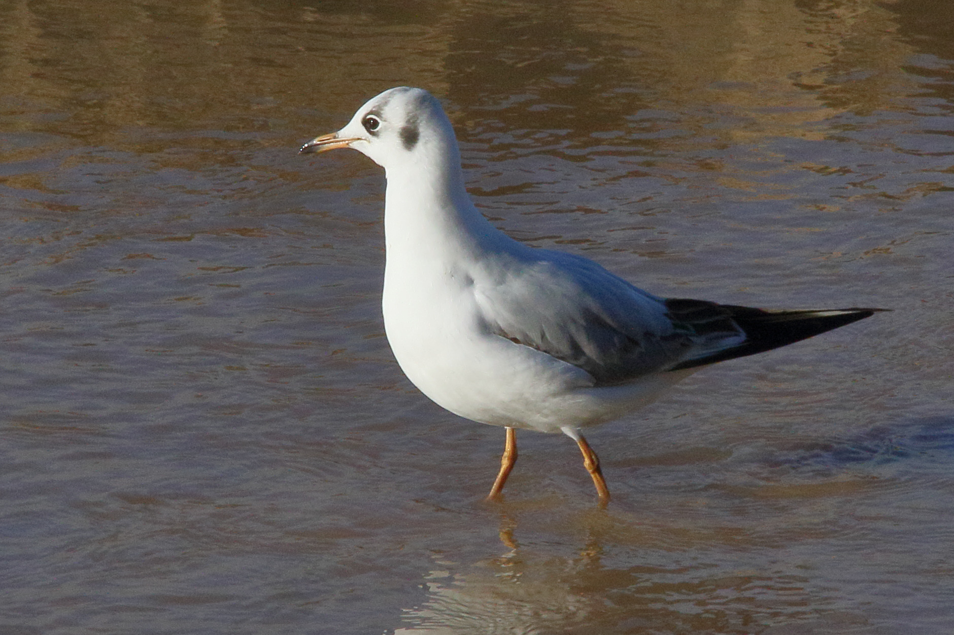 Afficher le média mouette_rieuse_-_chroicocephalus_ridibundus21md mouette_rieuse_-_chroicocephalus_ridibundus21md