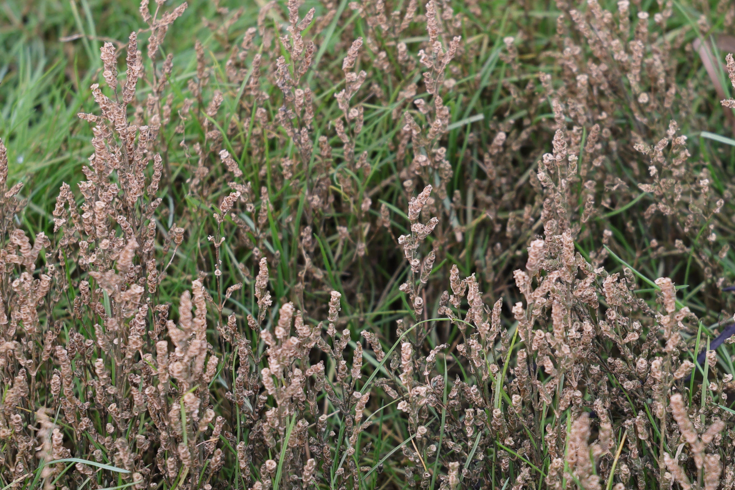 Afficher le média sarcocornia_fruticosa10md sarcocornia_fruticosa10md