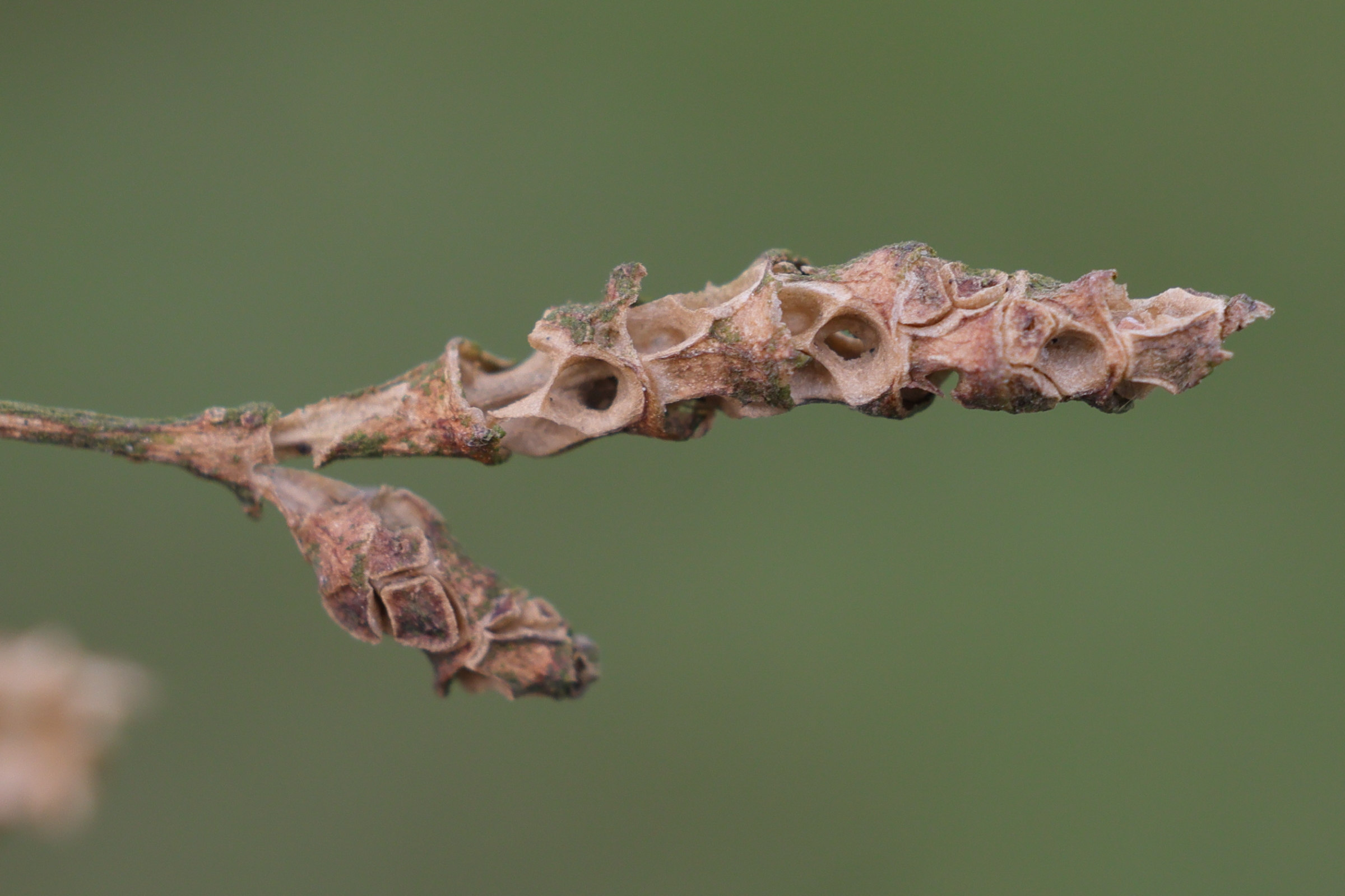 Afficher le média sarcocornia_fruticosa11md sarcocornia_fruticosa11md