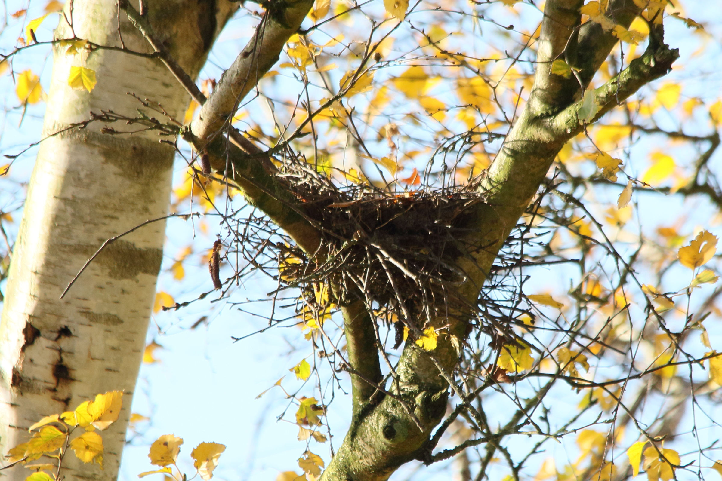 tourterelle_turque_-_streptopelia_decaocto5md