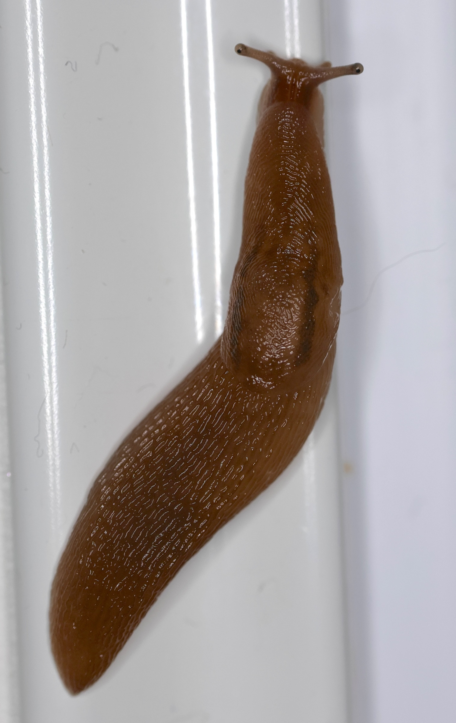 Afficher le média ambigolimax_valencianus1md ambigolimax_valencianus1md