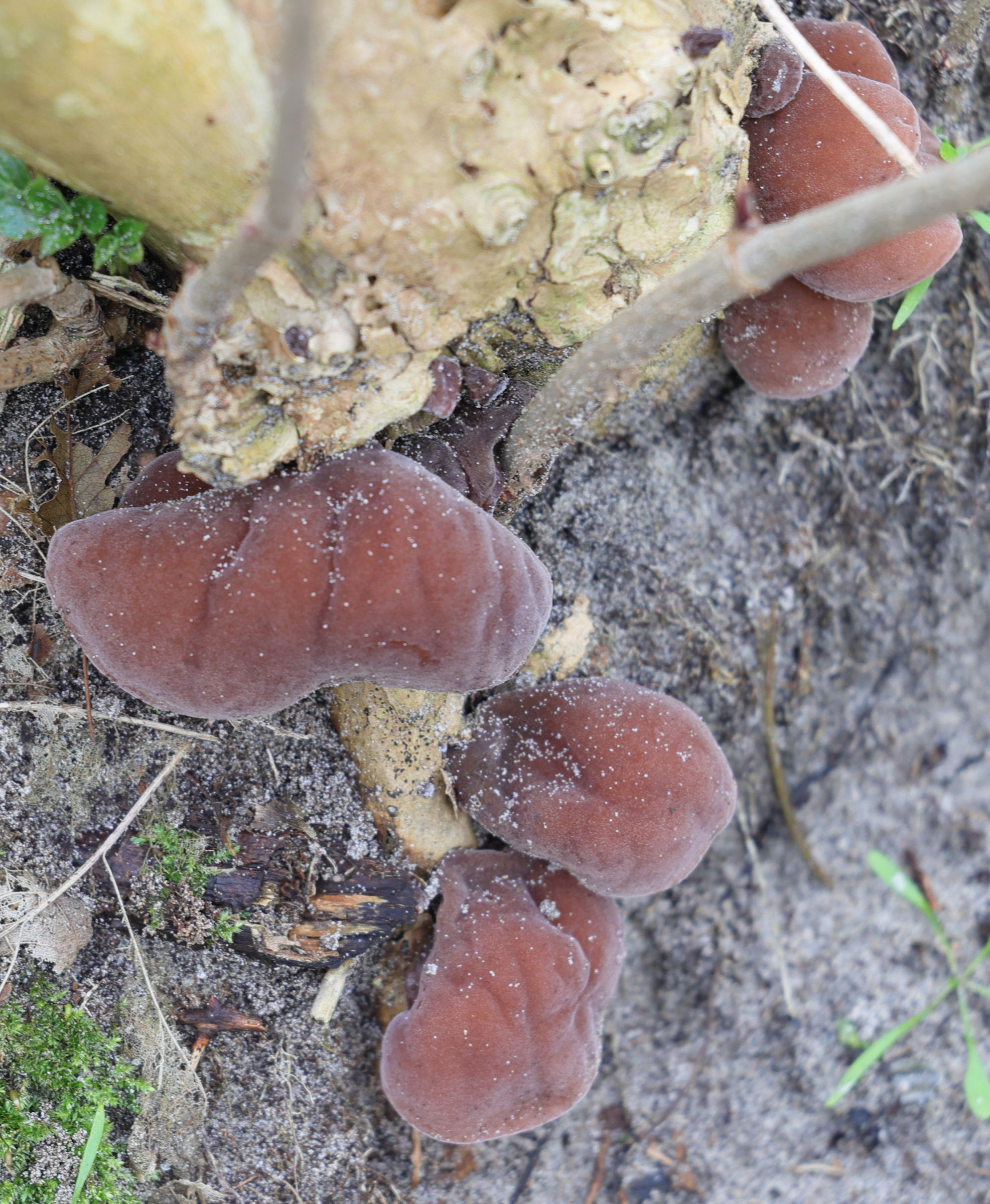 Afficher le média auricularia_auricula-judae7md auricularia_auricula-judae7md