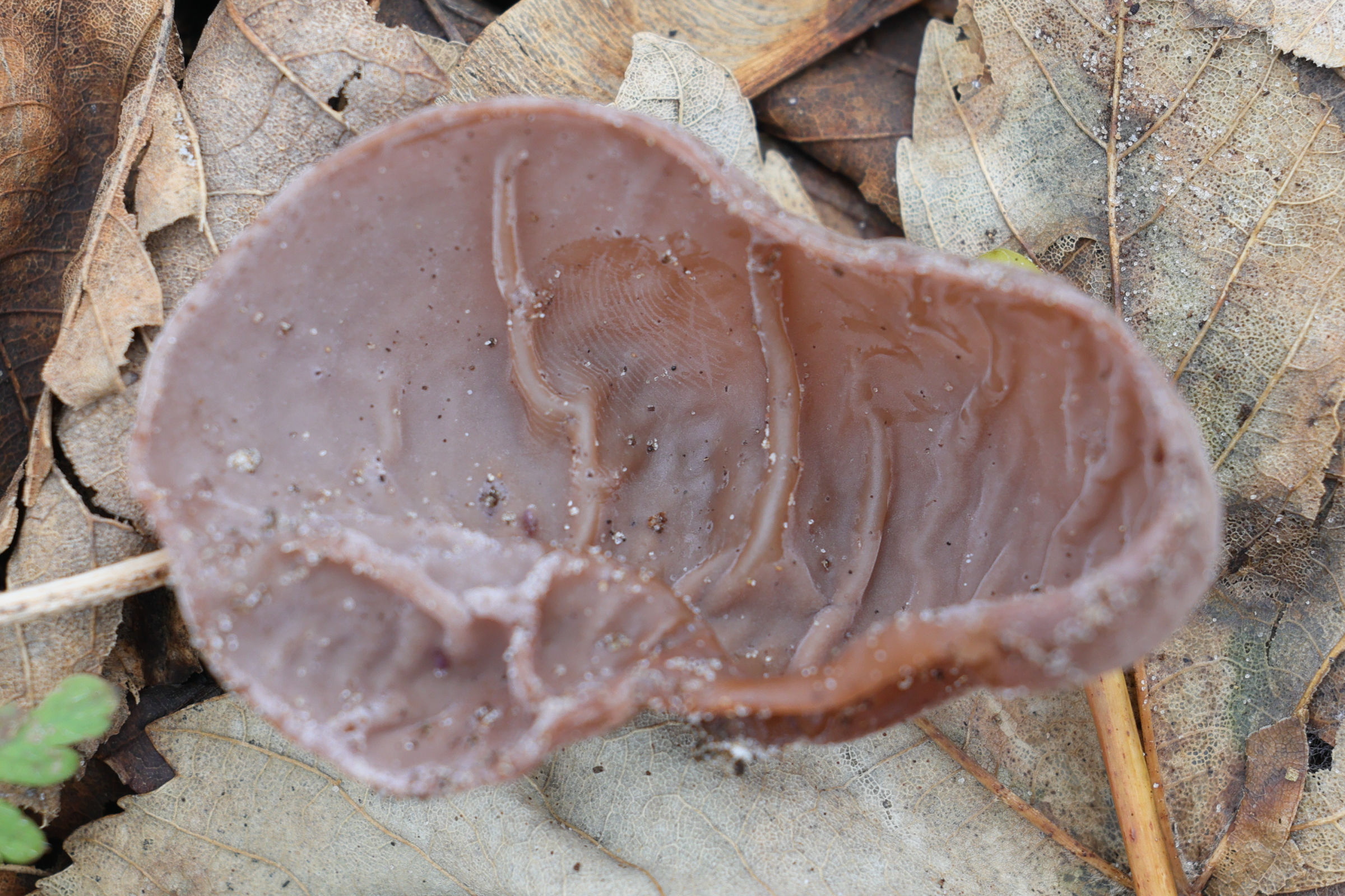 Afficher le média auricularia_auricula-judae8md auricularia_auricula-judae8md