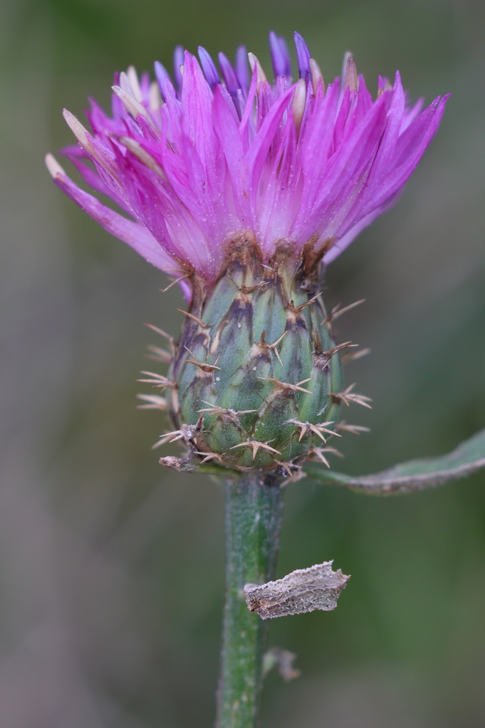 Afficher le média centaurea_aspera7md centaurea_aspera7md