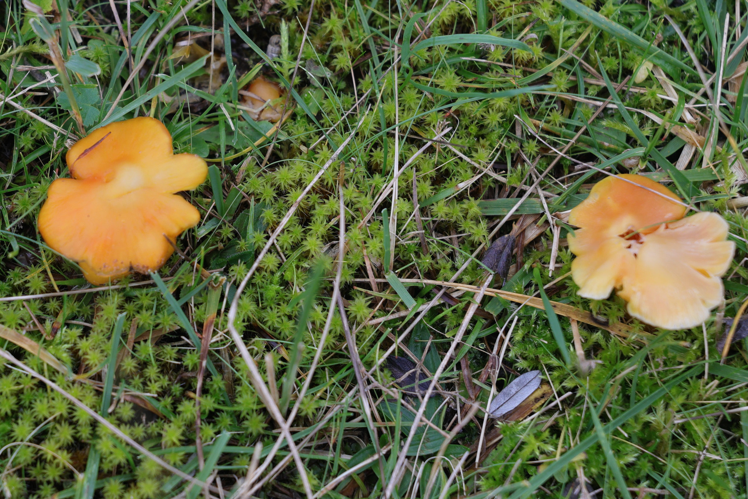 Afficher le média hygrocybe_quieta1md hygrocybe_quieta1md