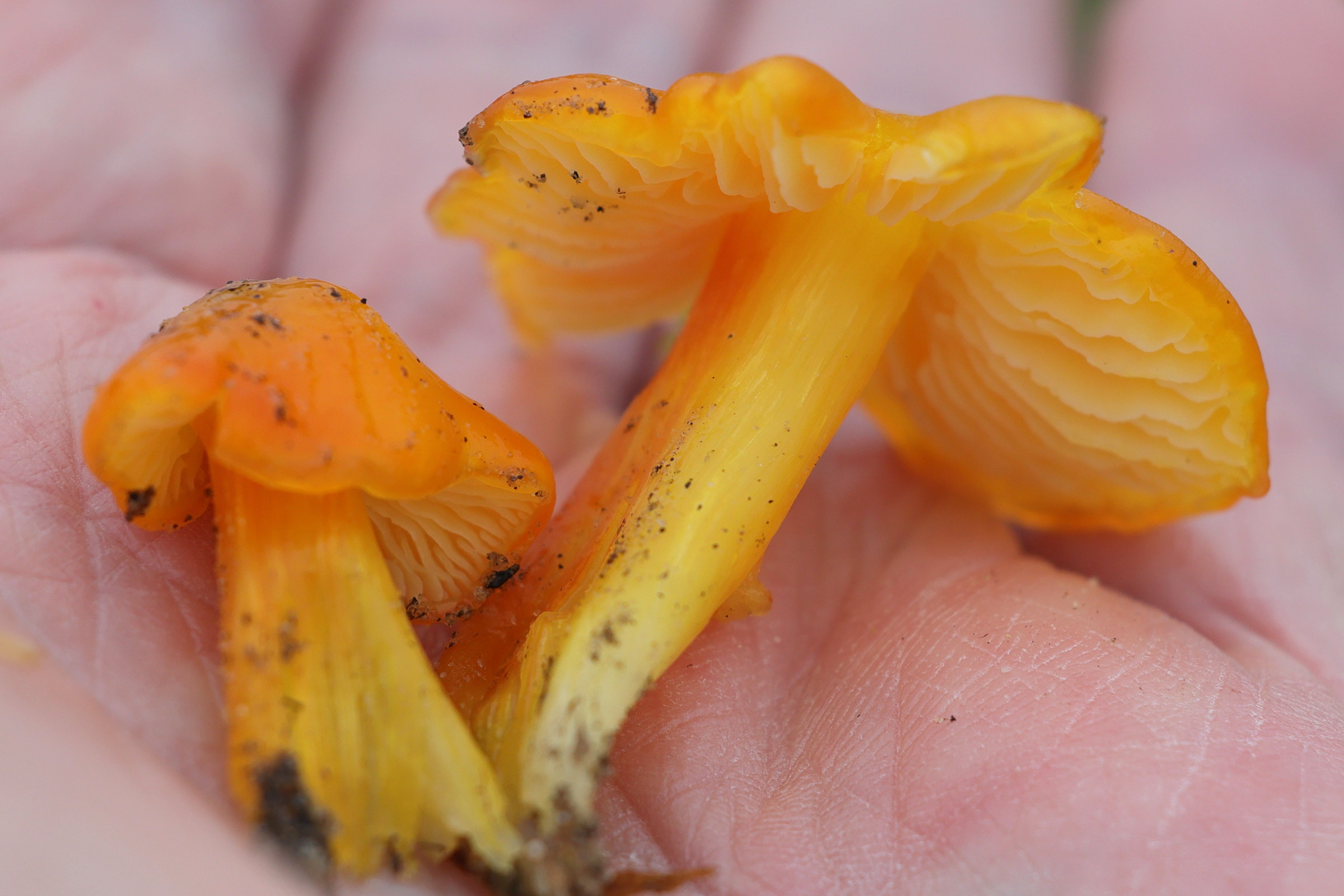 Afficher le média hygrocybe_quieta2md hygrocybe_quieta2md