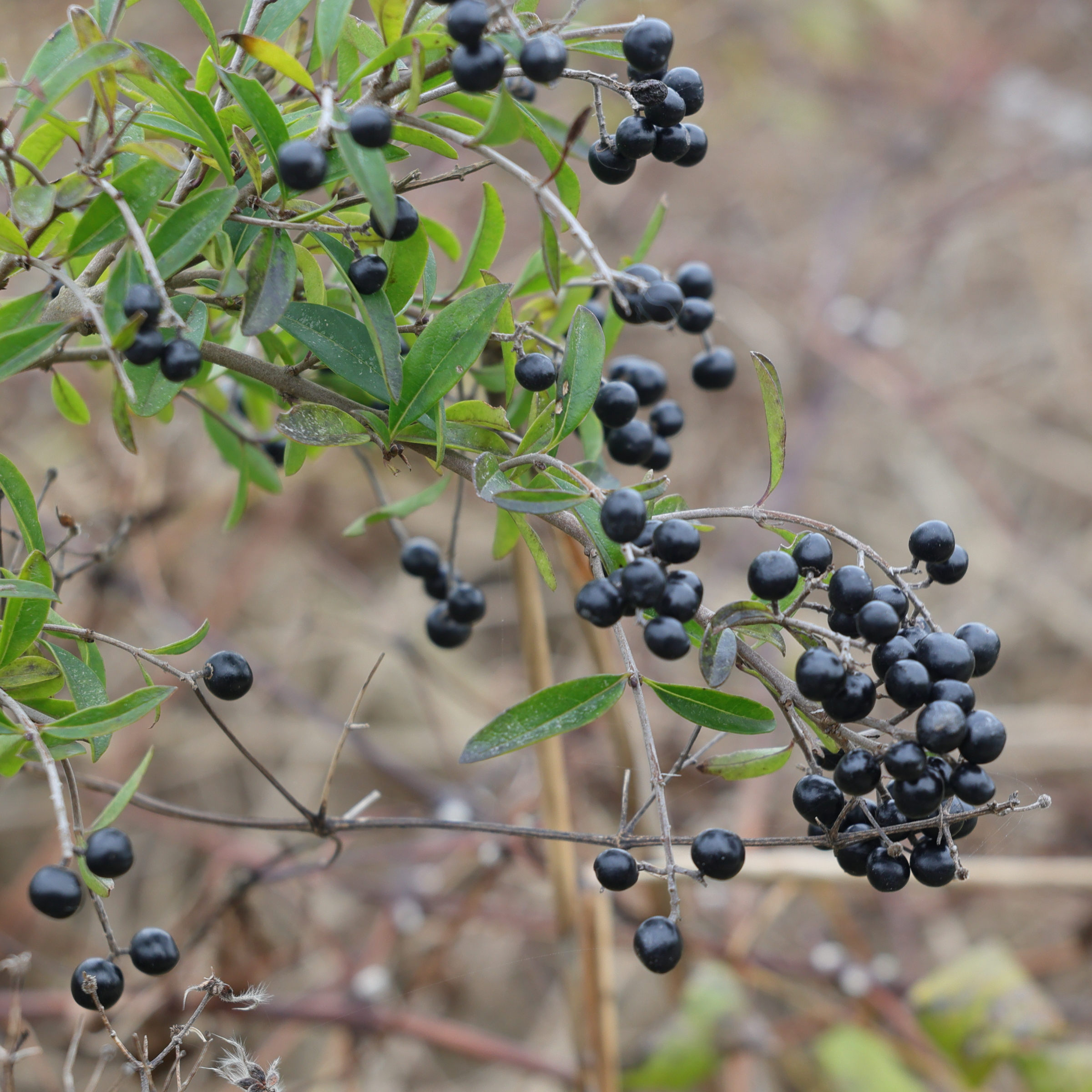Afficher le média ligustrum_vulgare4md ligustrum_vulgare4md
