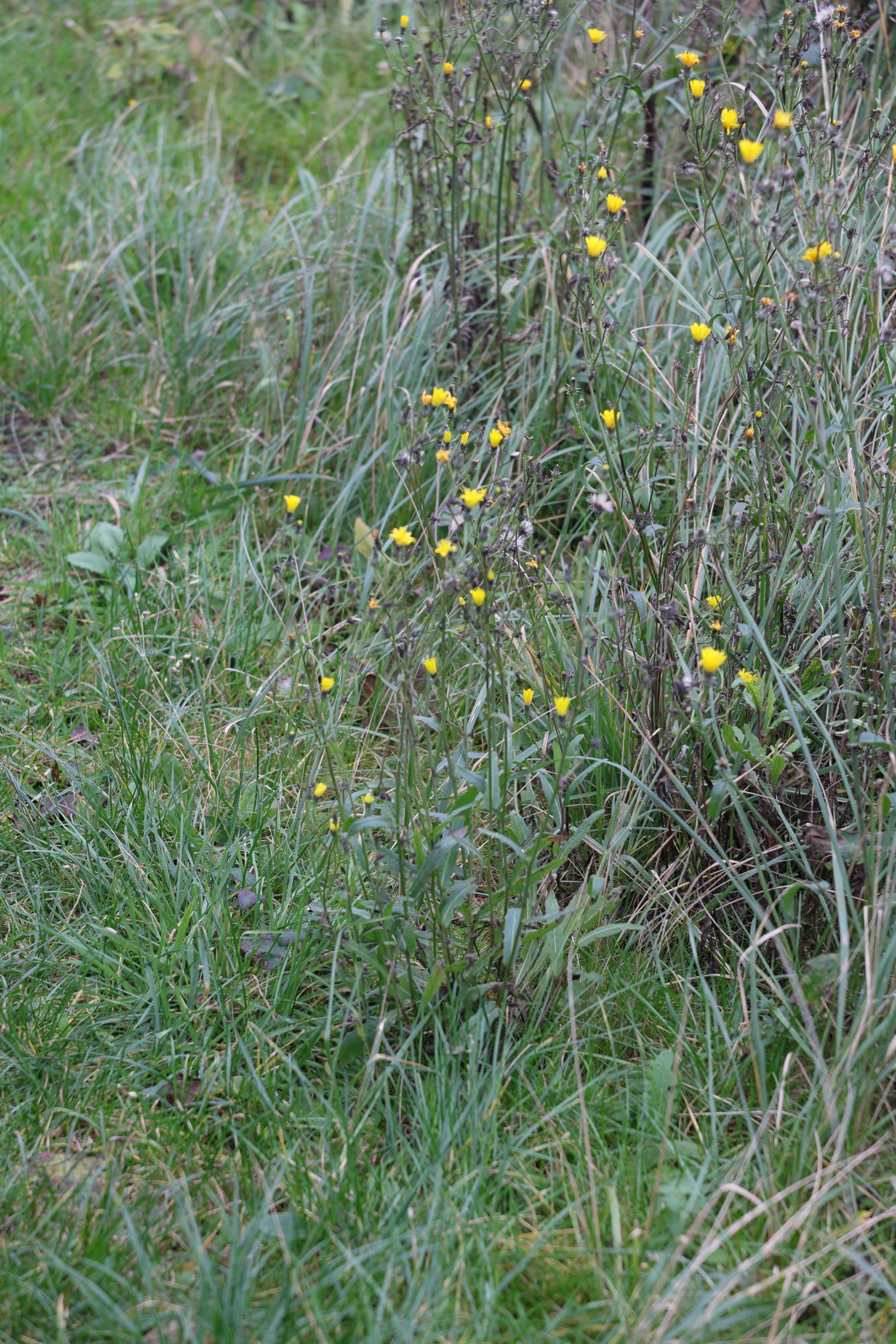 picris_hieracioides1md