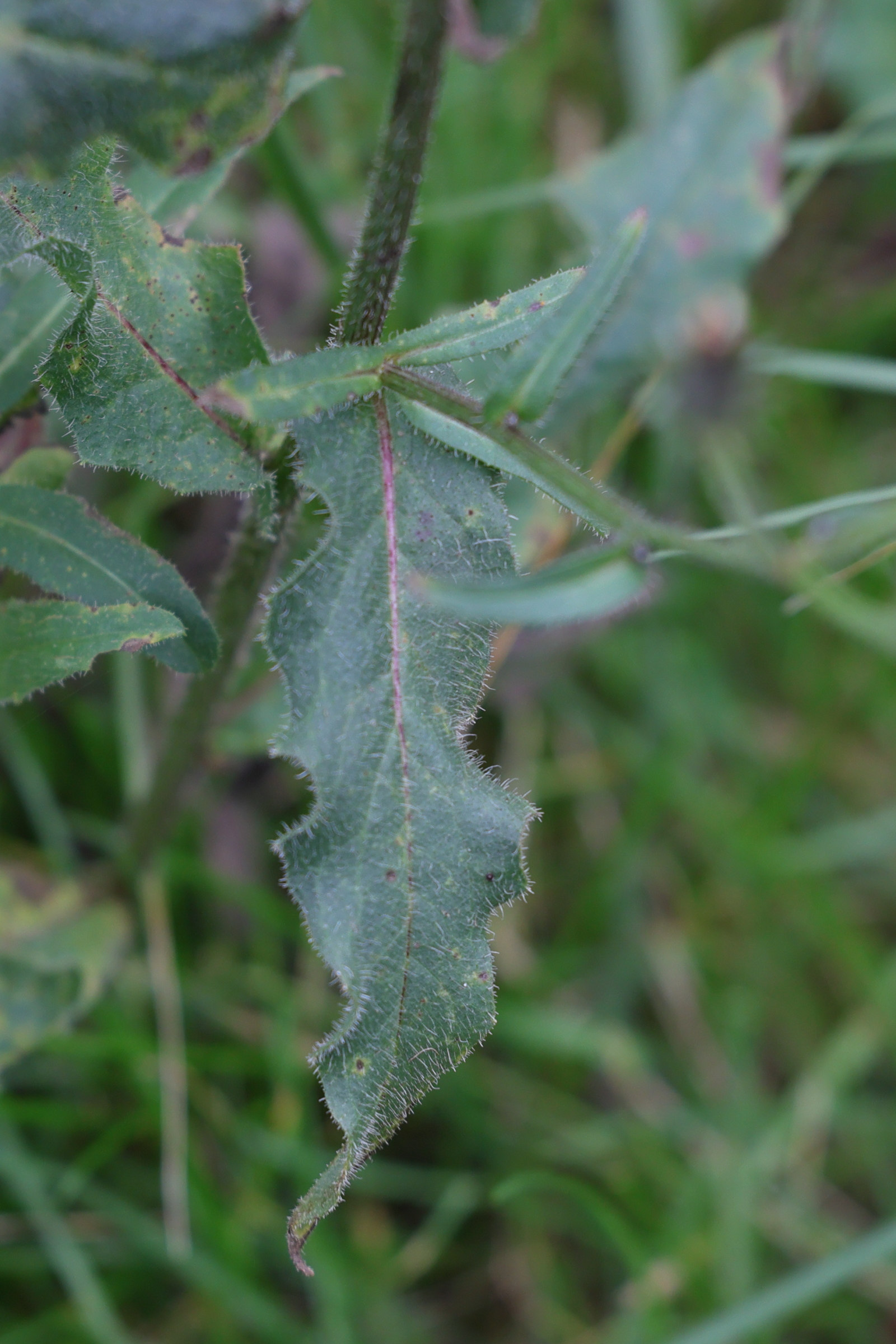 picris_hieracioides2md