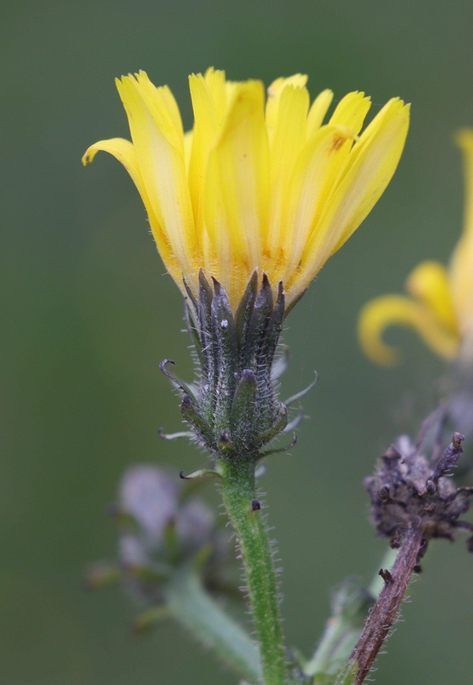 picris_hieracioides4md