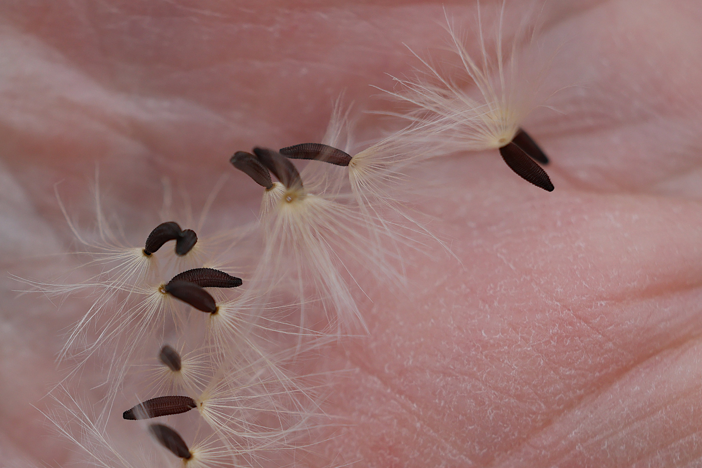 picris_hieracioides5md