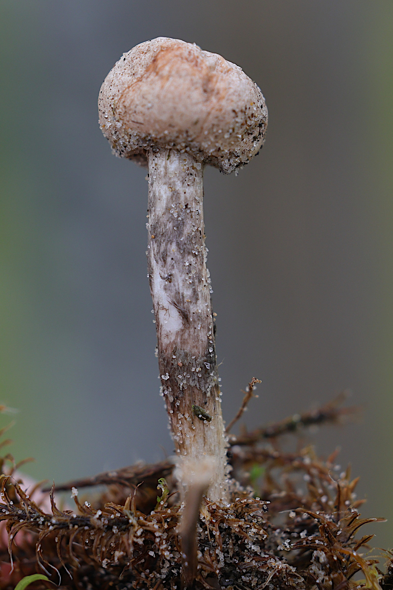 Afficher le média tulostoma_brumale4md tulostoma_brumale4md