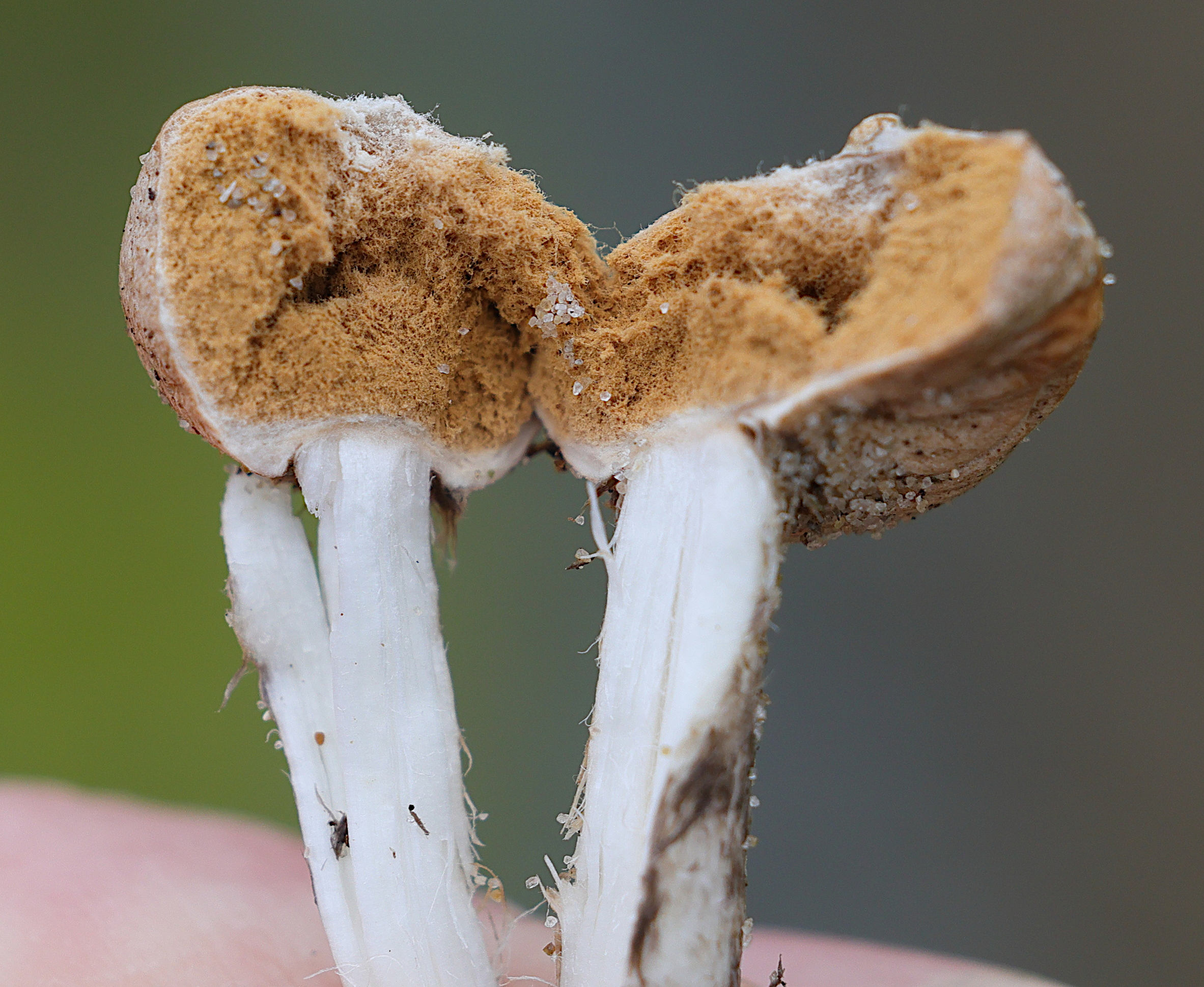 Afficher le média tulostoma_brumale5md tulostoma_brumale5md