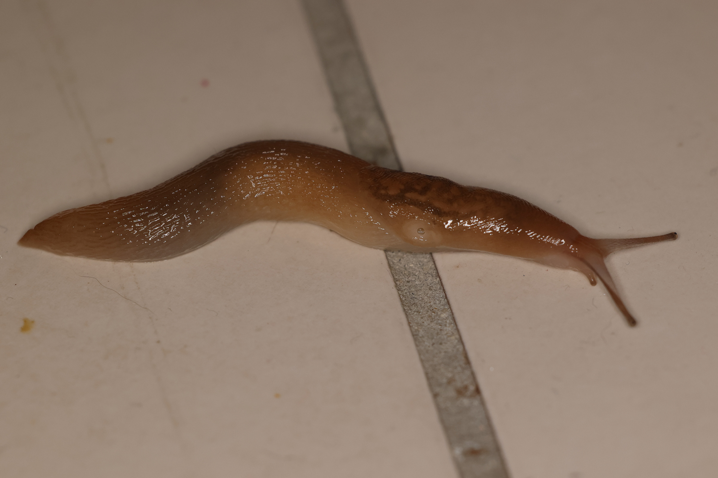 Afficher le média ambigolimax_valentianus4md ambigolimax_valentianus4md