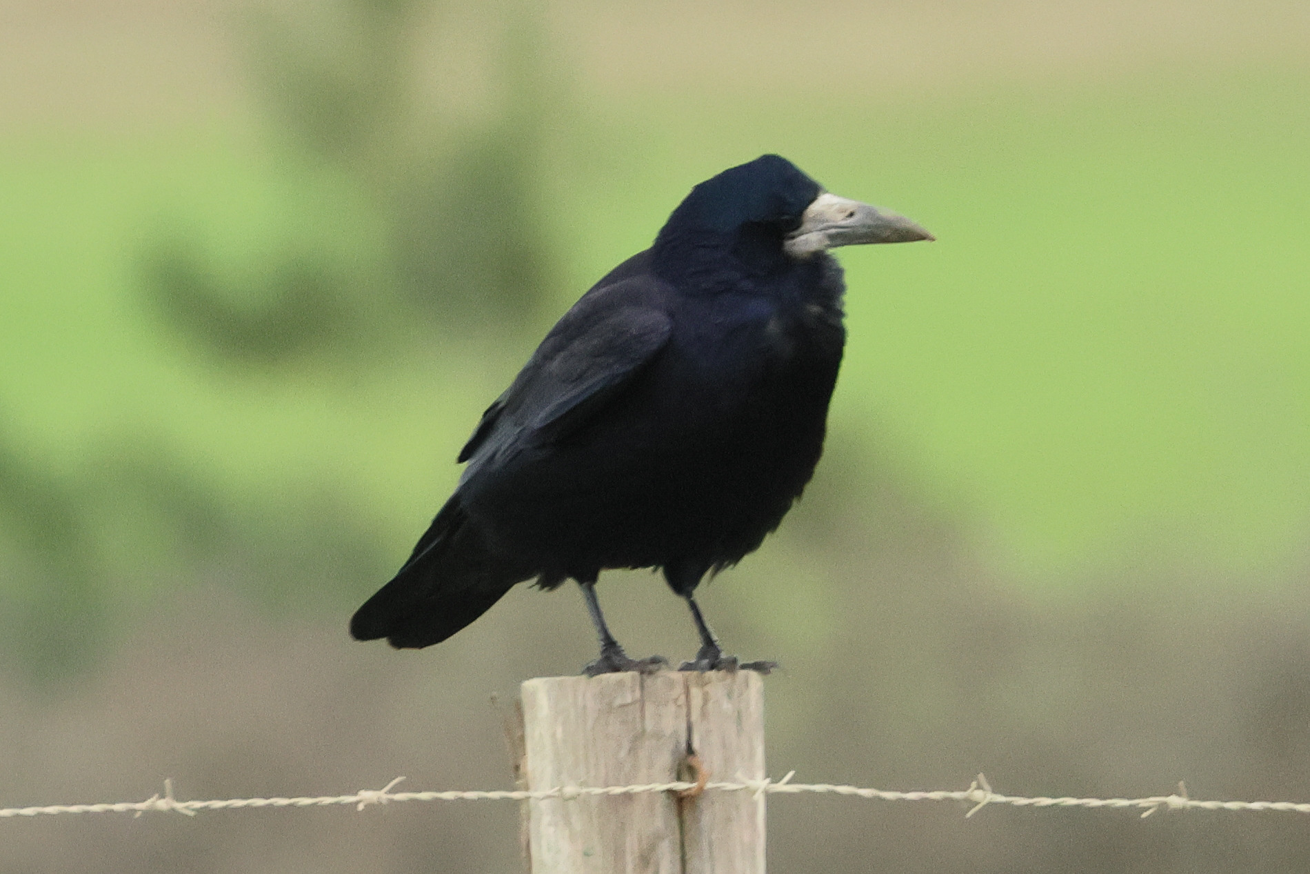 corbeau_freux_-_corvus_frugilevus7bd