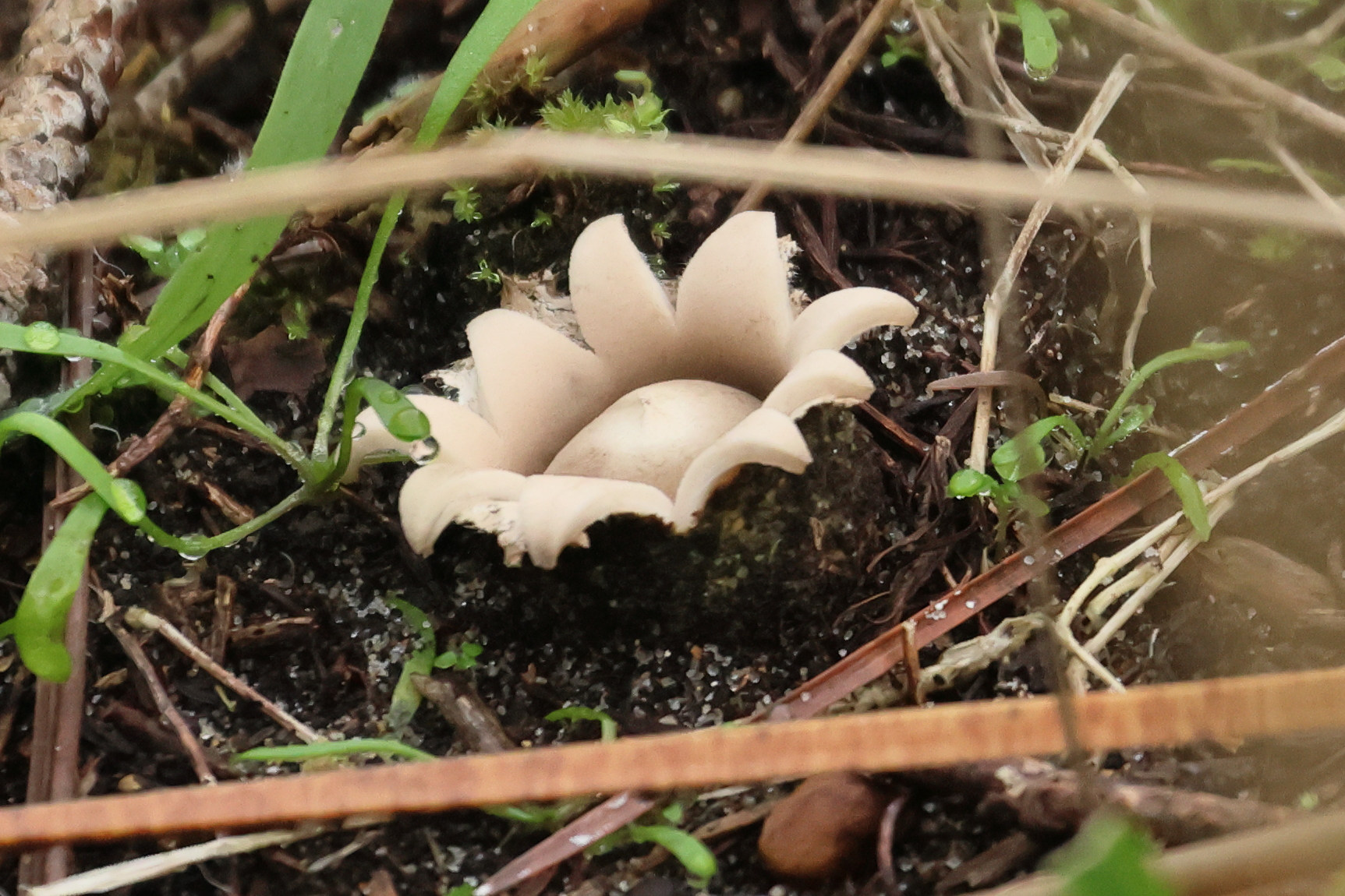 Afficher le média geastrum_fimbriatum2bd geastrum_fimbriatum2bd