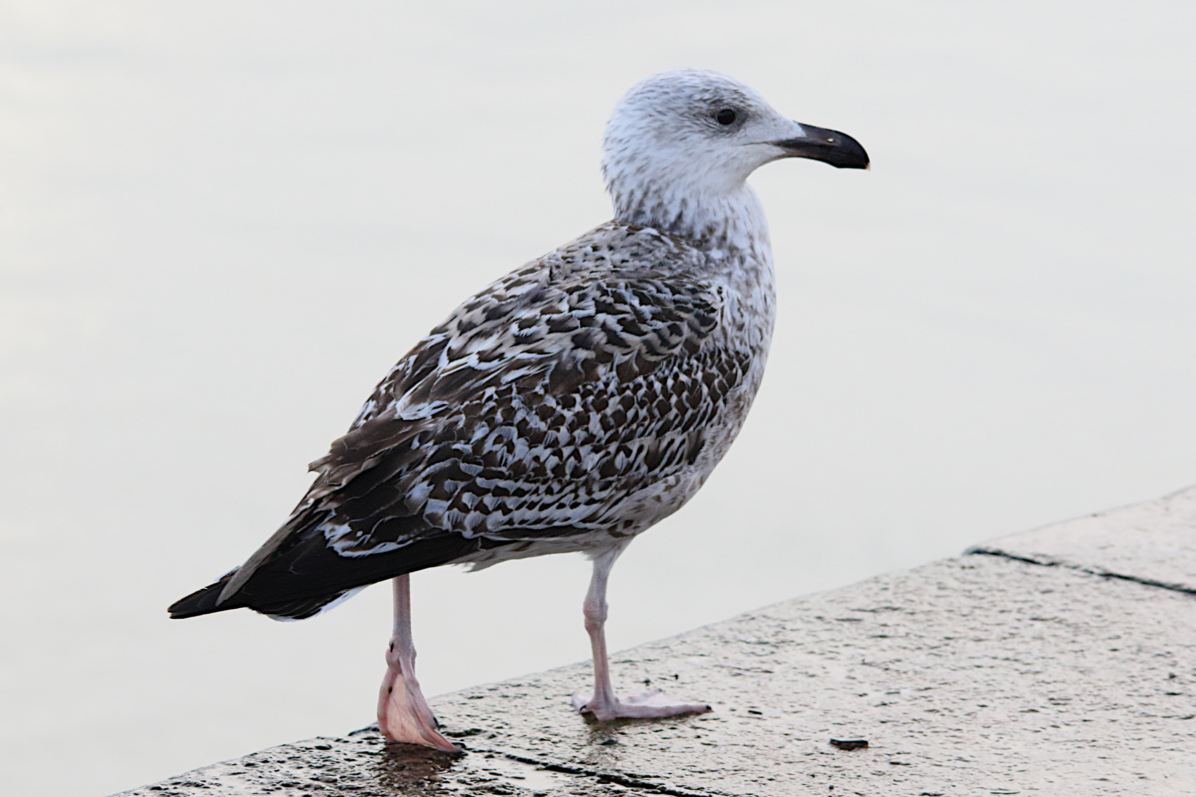 goeland_marin_-_larus_marinus14md