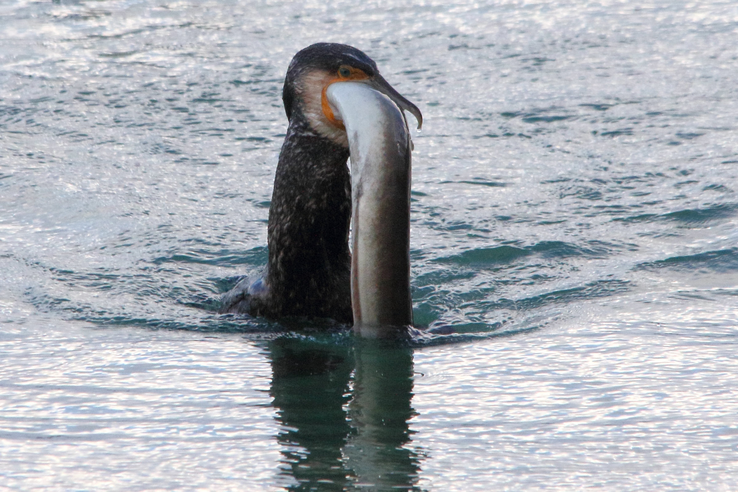 grand_cormoran_-_phalacrocorax_carbo20md