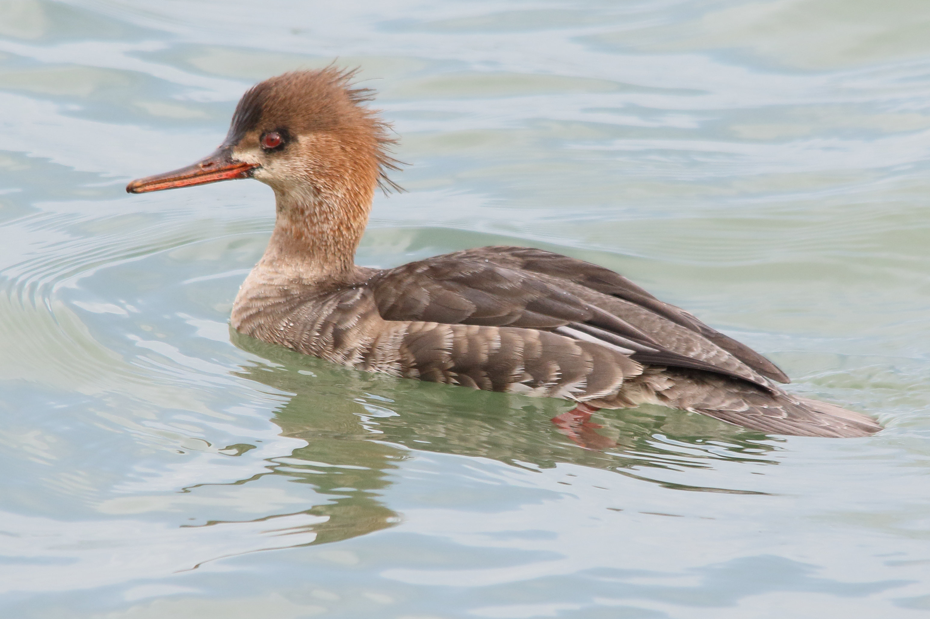 harle_huppe_-_mergus_serrator7md