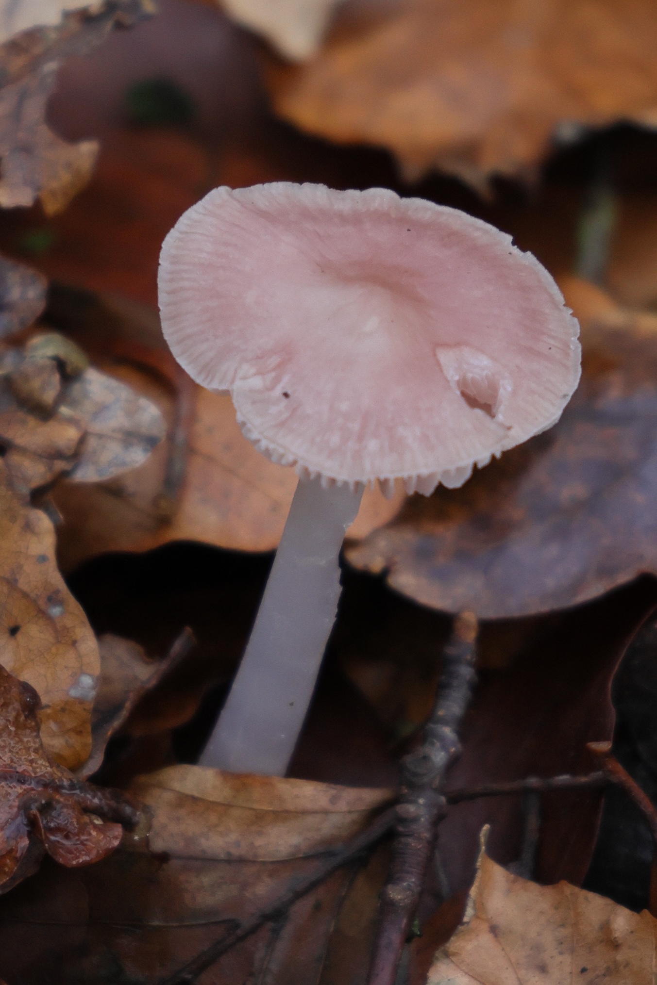 mycena_rosea4md