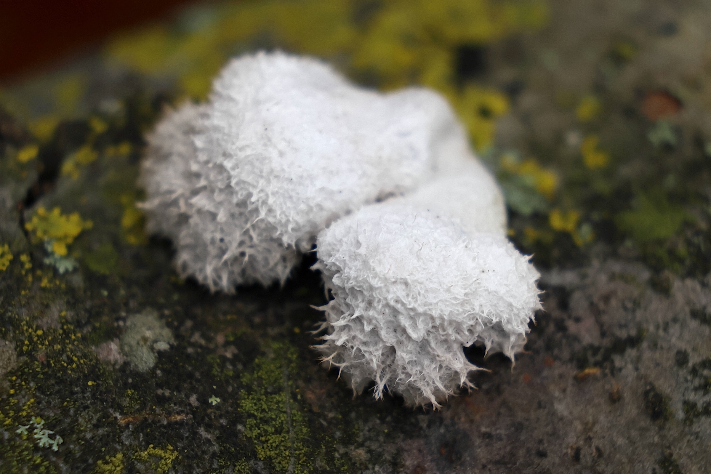 Afficher le média schizophyllum_commune8md schizophyllum_commune8md