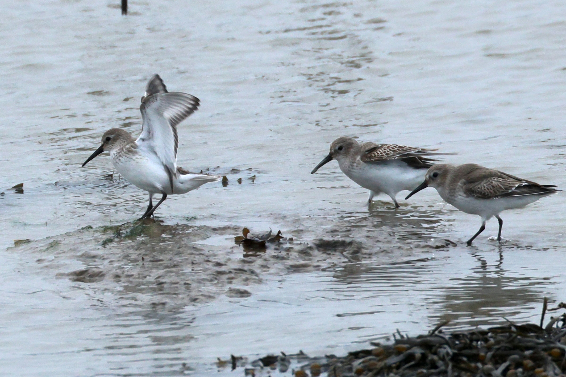 becasseau_variable_-_calidris_alpina10bd