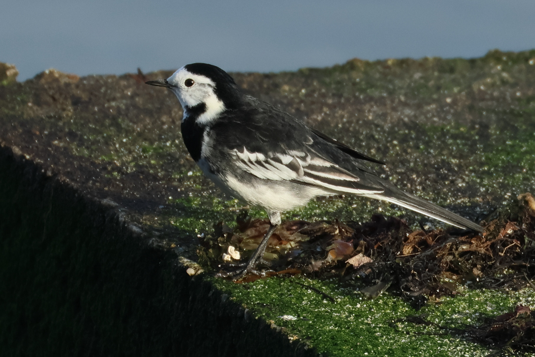 Afficher le média bergeronnette_de_yarrell_-_motacilla_alba_yarrellii6bd bergeronnette_de_yarrell_-_motacilla_alba_yarrellii6bd