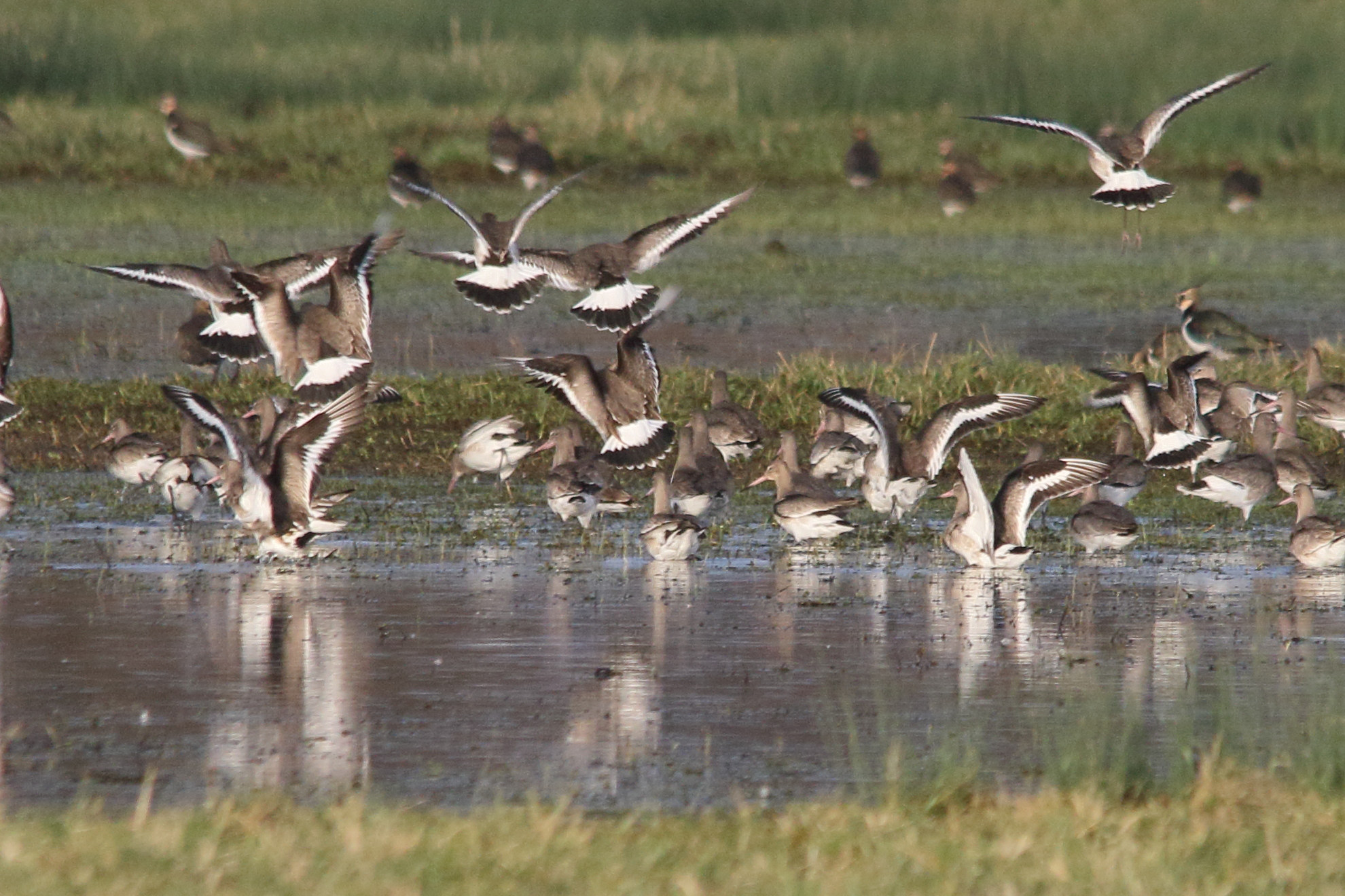 barge_a_queue_noire_-_limosa_limosa10md