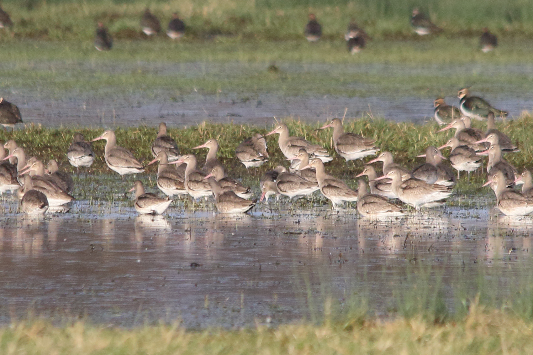 barge_a_queue_noire_-_limosa_limosa11md