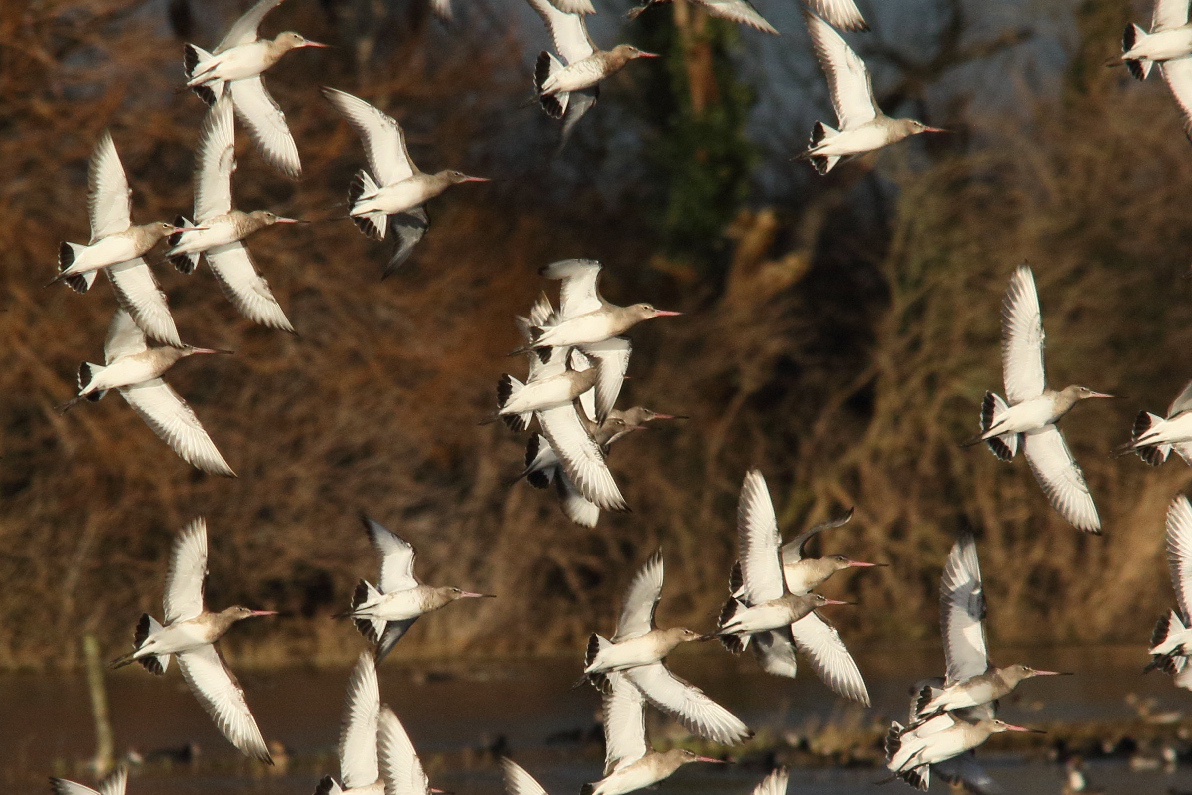 barge_a_queue_noire_-_limosa_limosa9md
