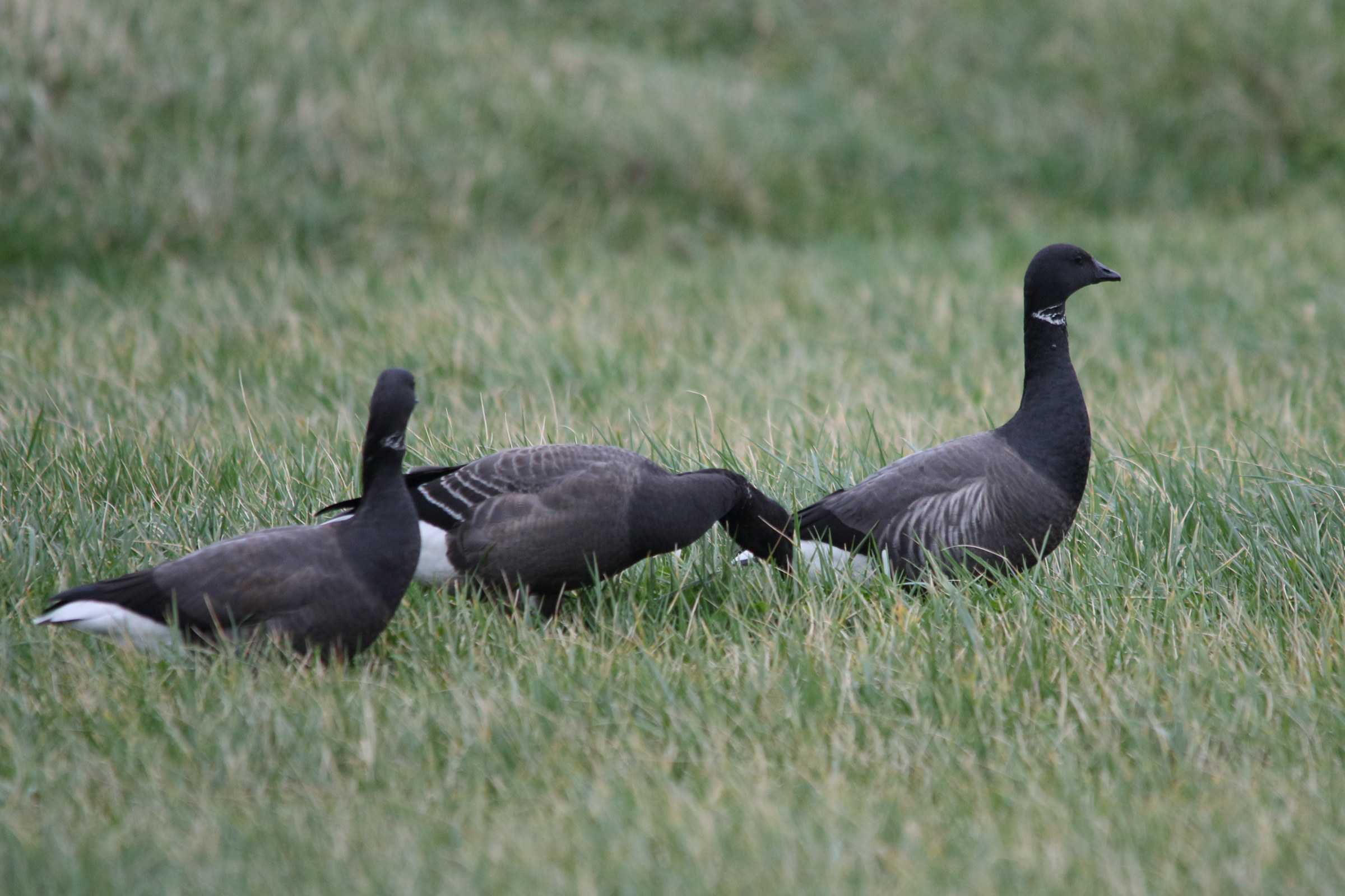 bernache_cravant_-_branta_bernicla9md