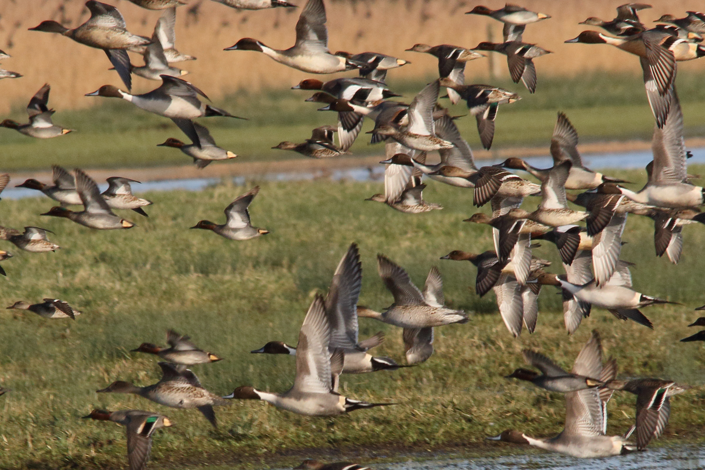 canard_pilet_-_anas_acuta4md