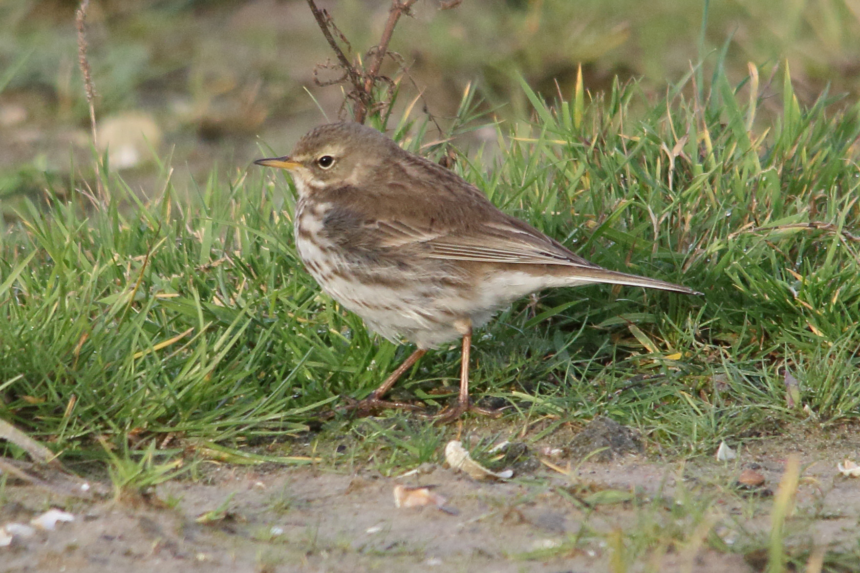 pipit_farlouse_-_anthus_pratensis9md