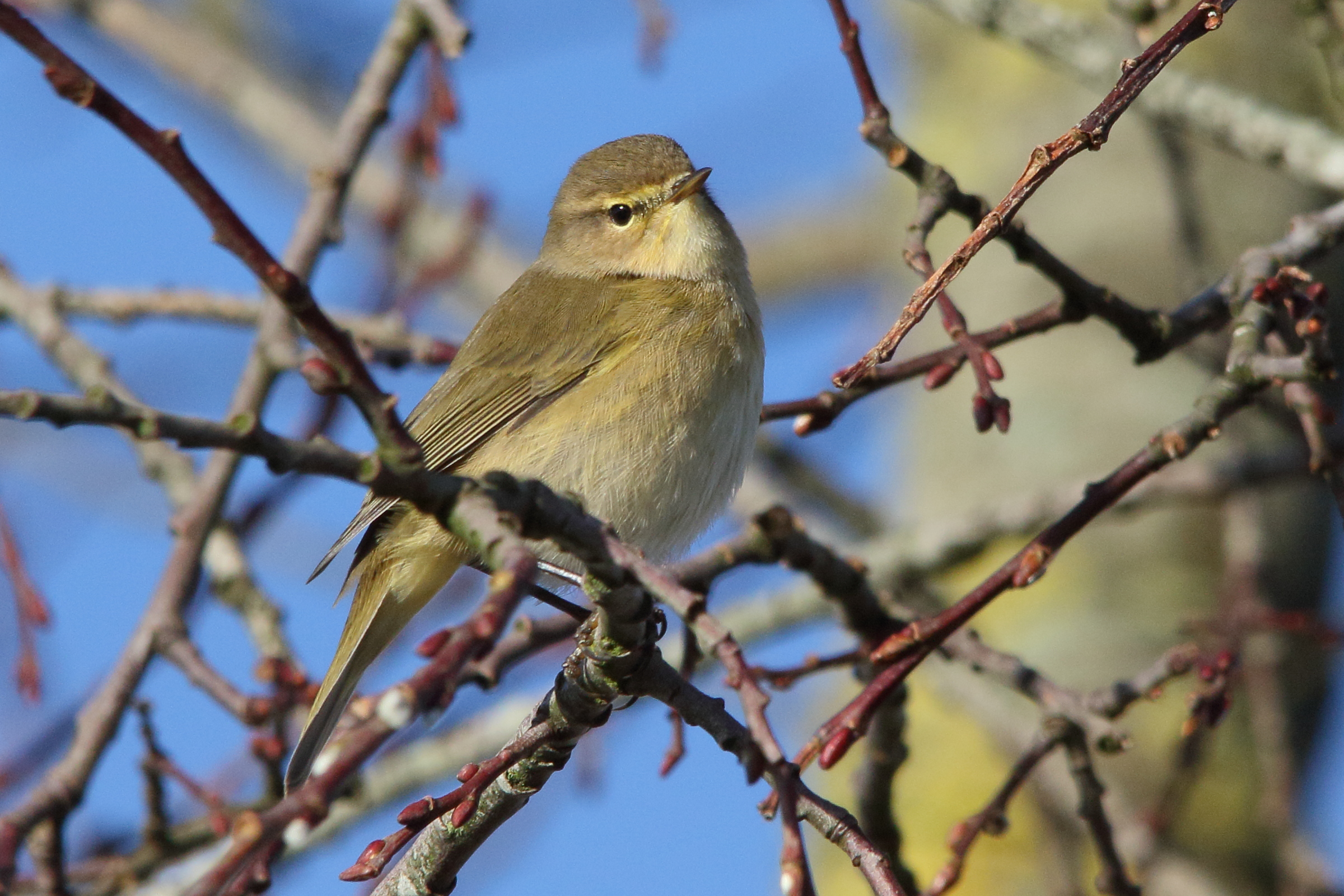 Afficher le média pouillot_veloce_-_phylloscopus_collybita8md pouillot_veloce_-_phylloscopus_collybita8md