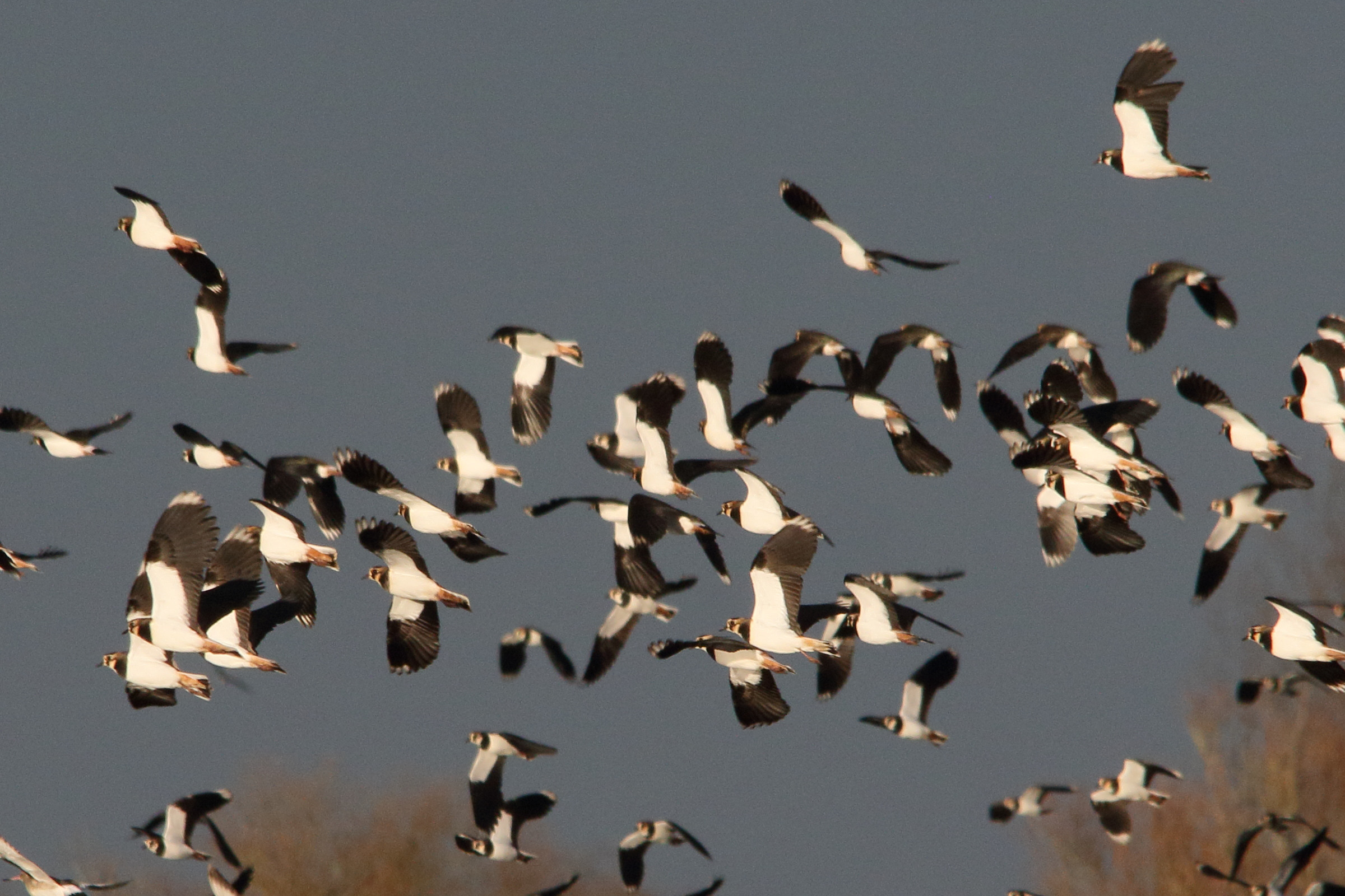 vanneau_huppe_-_vanellus_vanellus10md